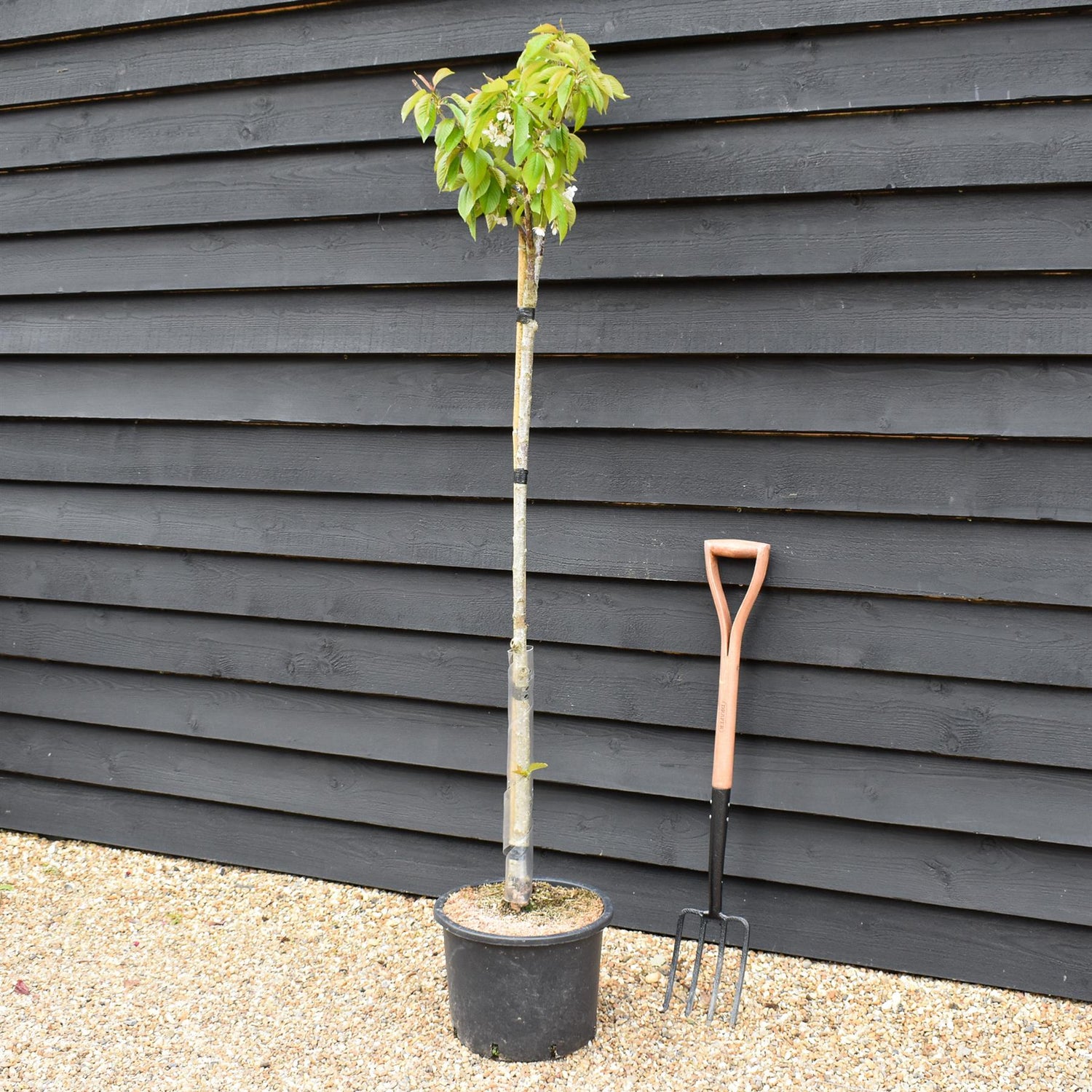 Sweet Cherry Tree | Prunus avium 'Napoleon' - Height 120-150cm - 20lt