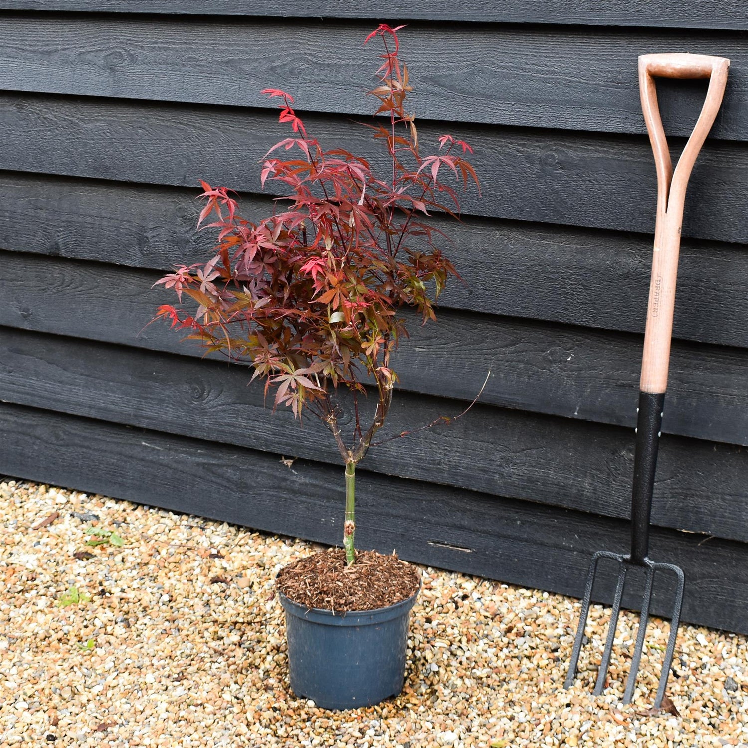 Japanese maple Skeeters Broom | Acer palmatum - Tree - Height 70-80cm -5lt