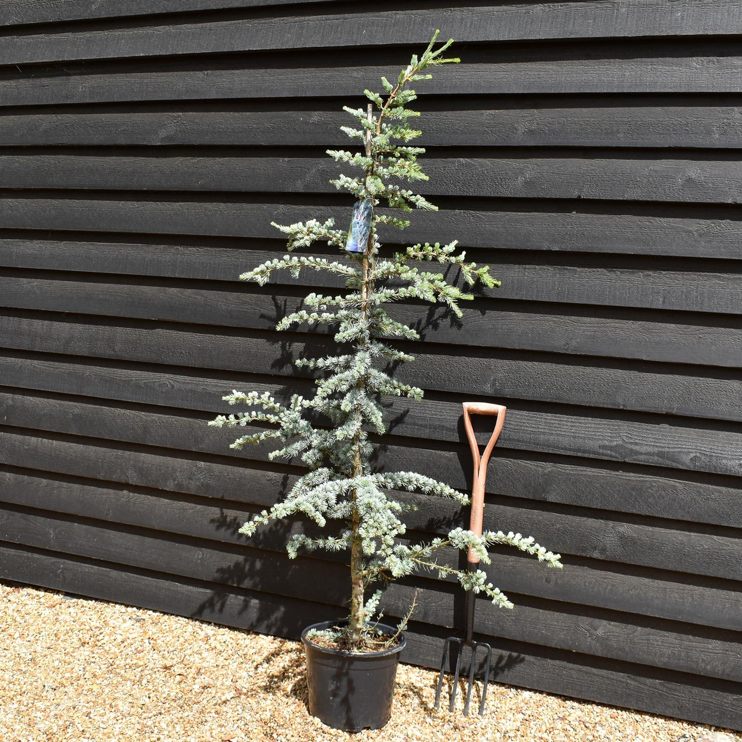Blue Atlas Cedar | Cedrus Libani 'Glauca' - Height 170-190cm - Feathered - 20lt