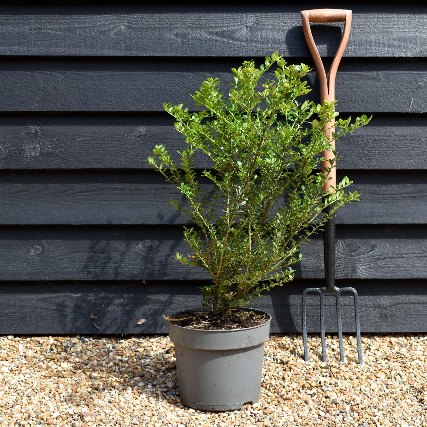 Ilex Crenata | Japanese Holly - Shrub - Height 70-90cm - 3lt