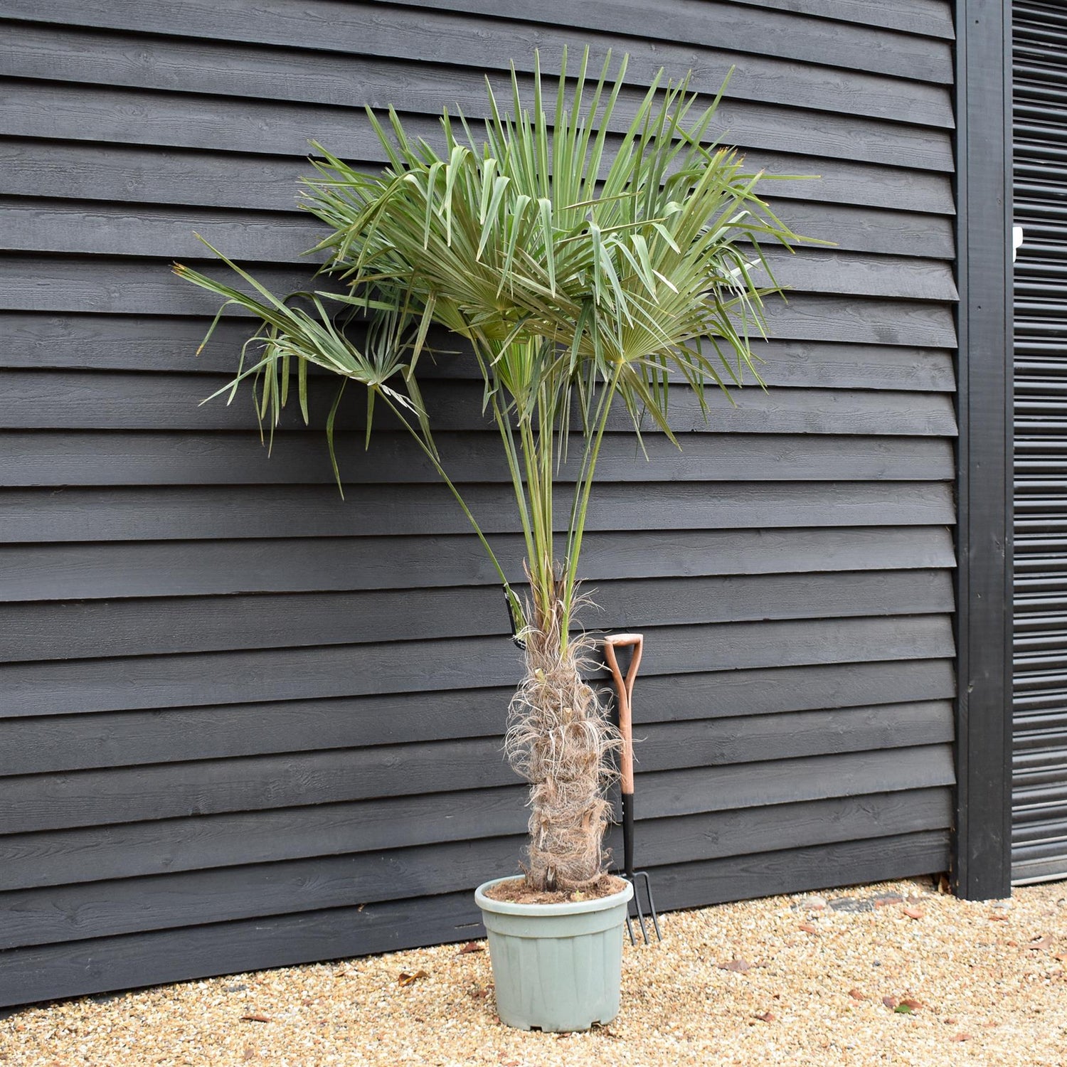 Trachycarpus fortunei - Stem 70-80cm - Height 160-170cm - 35lt