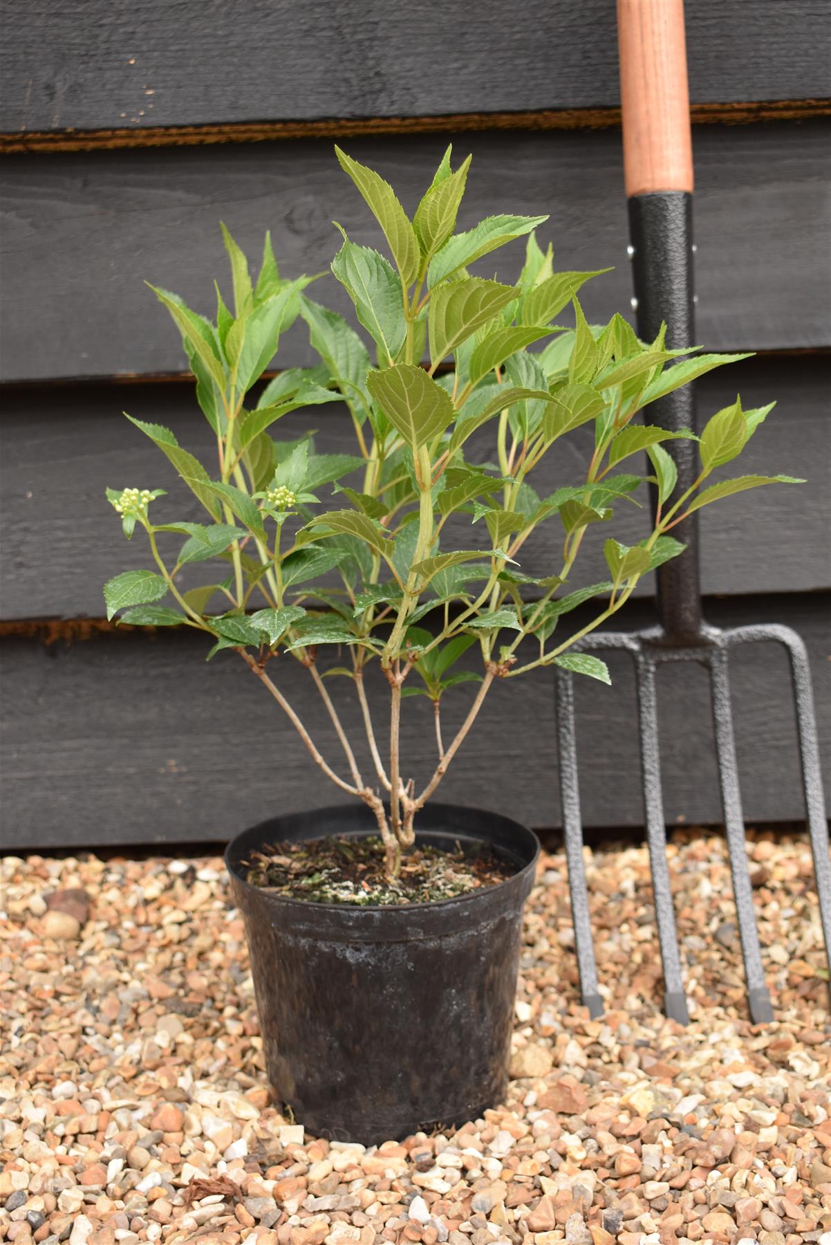 Hydrangea paniculata 'Kyushu' - 3lt