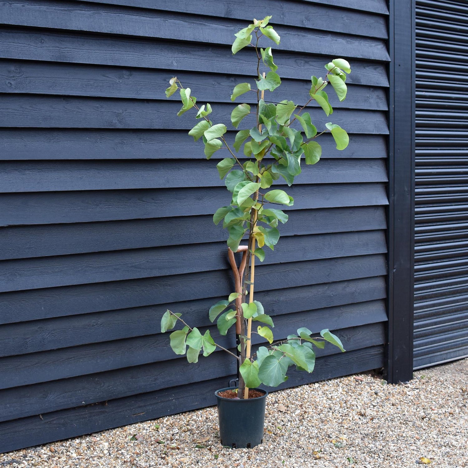 Cercis siliquastrum Bodnant - Height 160-180cm - Bushy - 12lt