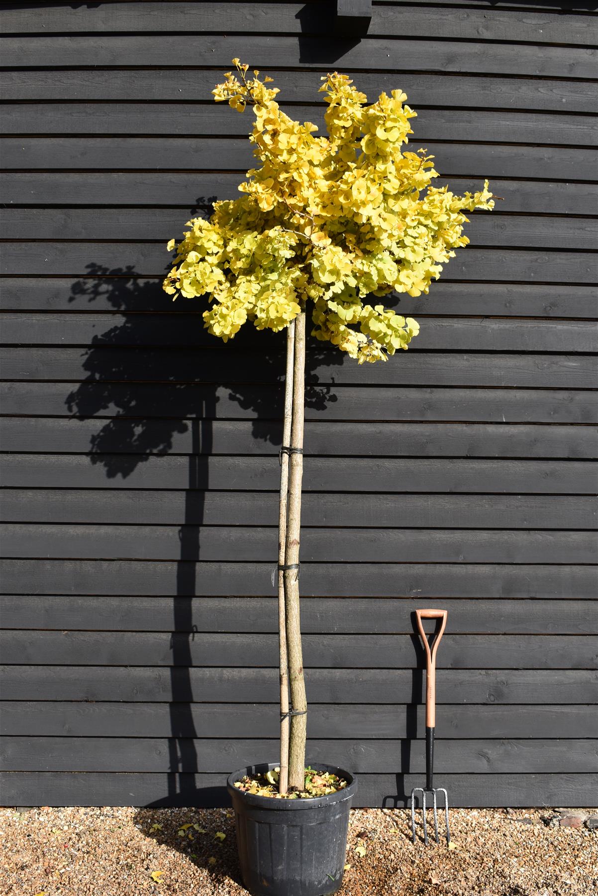 Ginkgo biloba Mariken | Maidenhair tree 'Mariken' - Girth 12-14cm - Height 250-350cm, 55lt