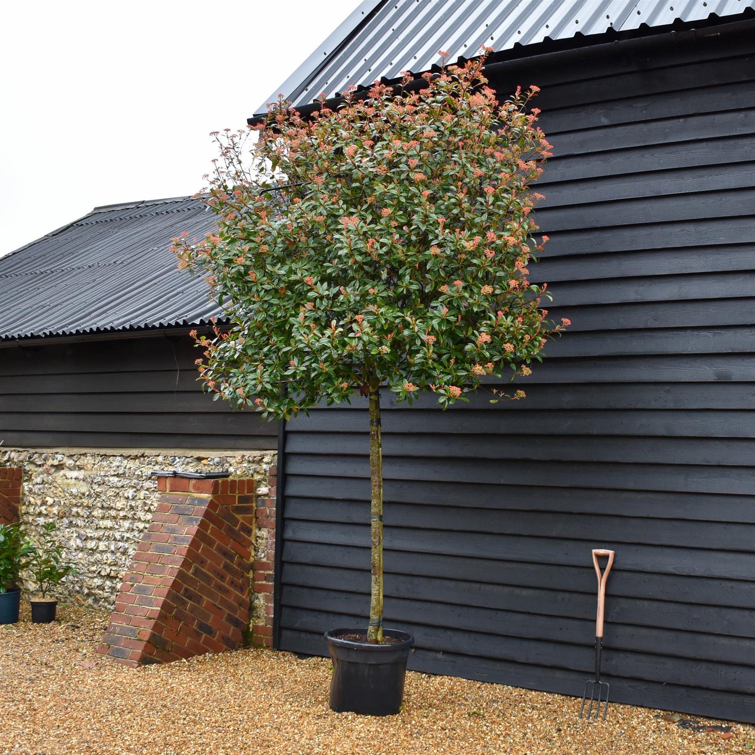 Photinia Red Robin - Compacta - Pleached/Espalier (120cm-150cm) - Clear Stem 160cm - Girth 10-12cm - 70lt