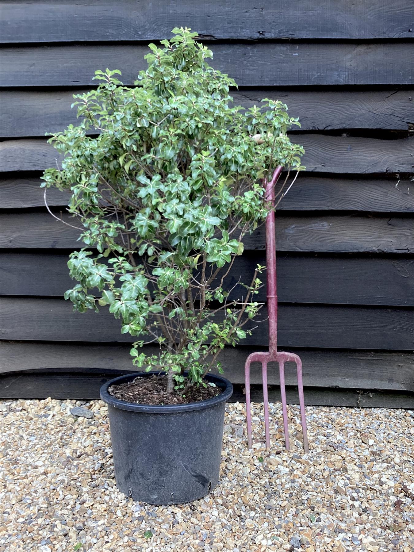 Pittosporum tenuifolium 'Gold Star' - 80-90 cm, 20lt