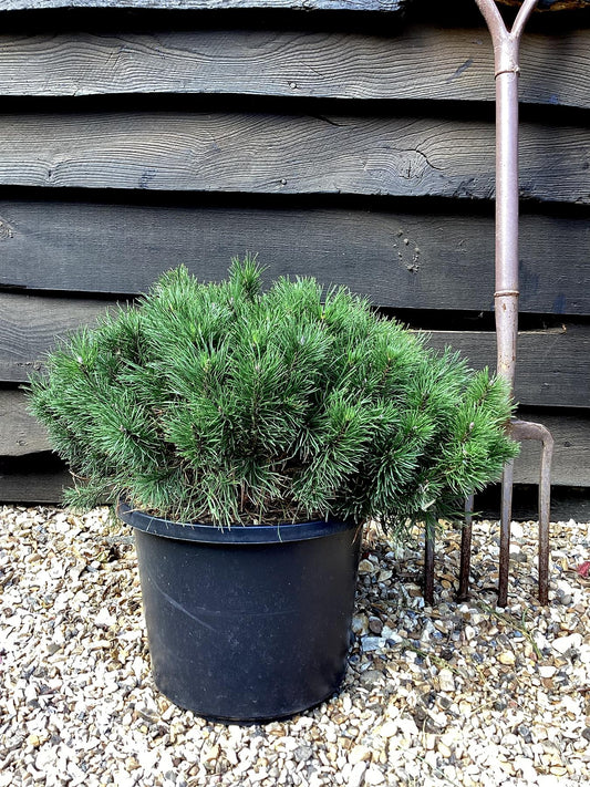 Pinus mugo 'Pumilio' | Dwarf mountain pine - Width 40cm - Height 20cm -12lt