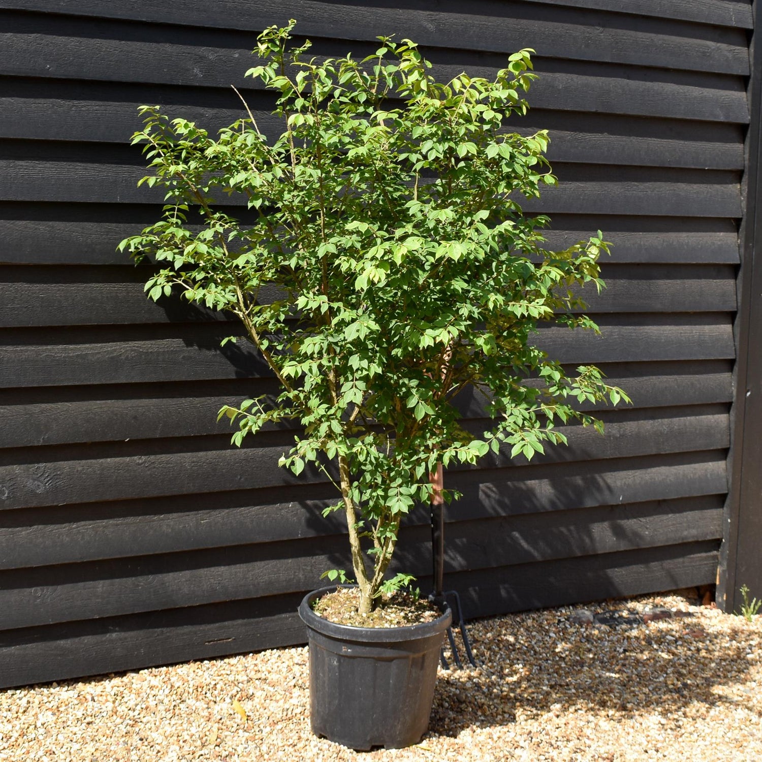 Euonymus alatus | Winged Spindle Tree - Height 120cm -30lt