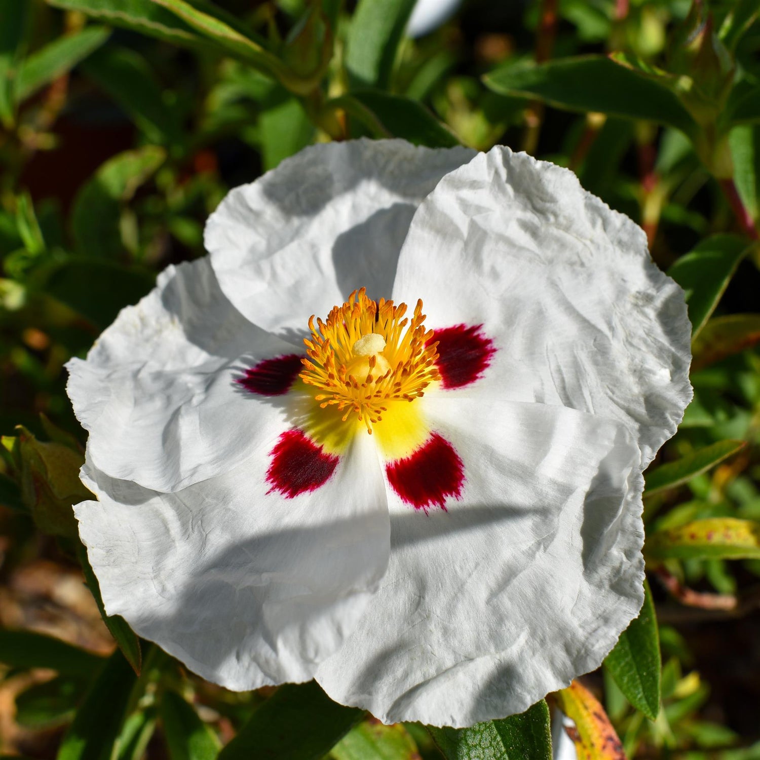 Cistus x pulverulentus 'Alan Fradd' | Purple-flowered Rock Rose - 30-40cm, 5lt