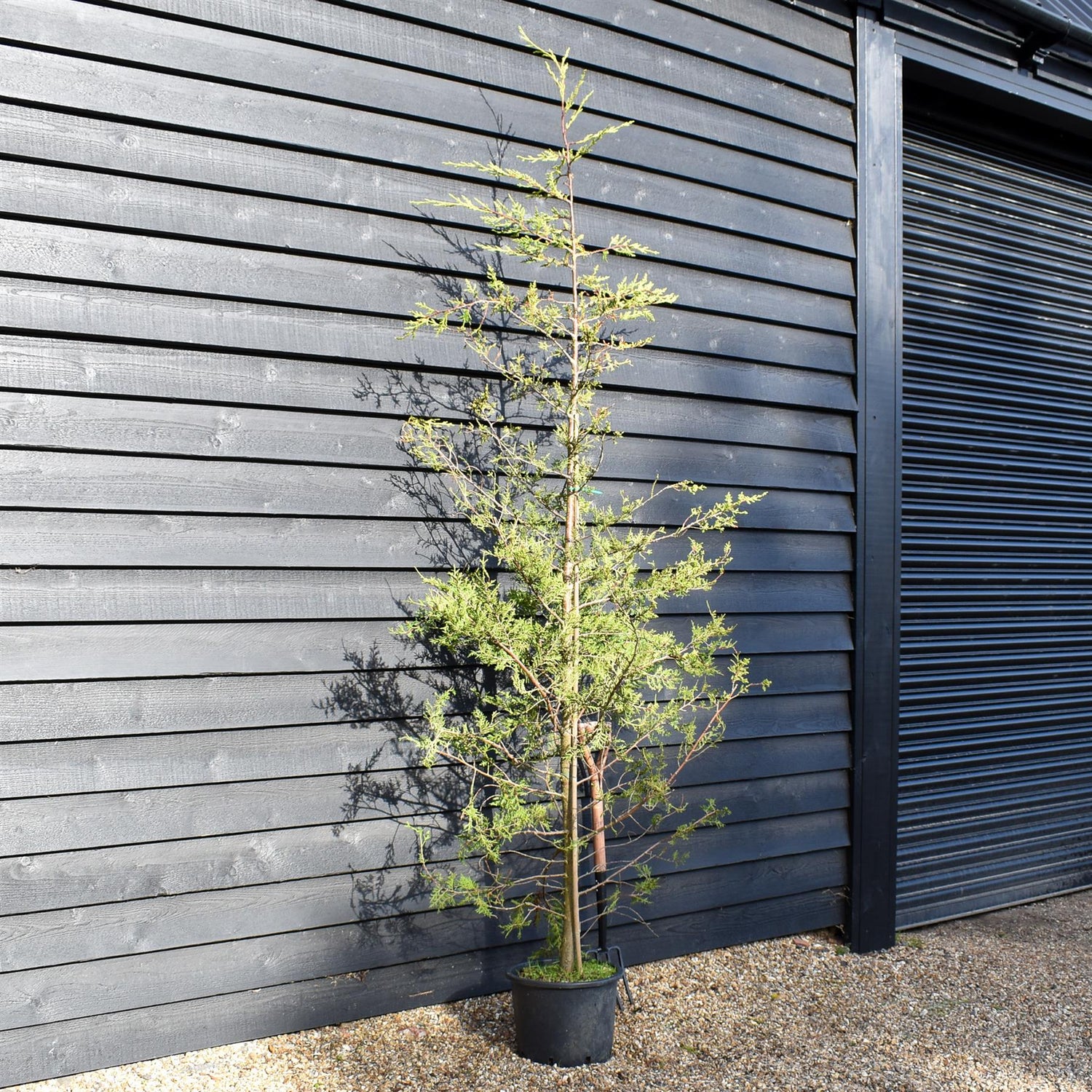 Cupressocyparis leylandii 'Castlewellan' - 30lt