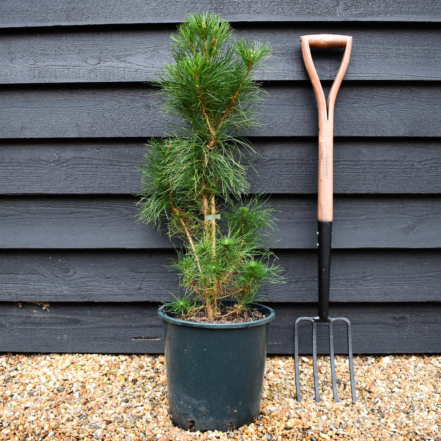 Pinus strobus 'Radiata' - Monterey Pine - Height 30-50cm - 12lt