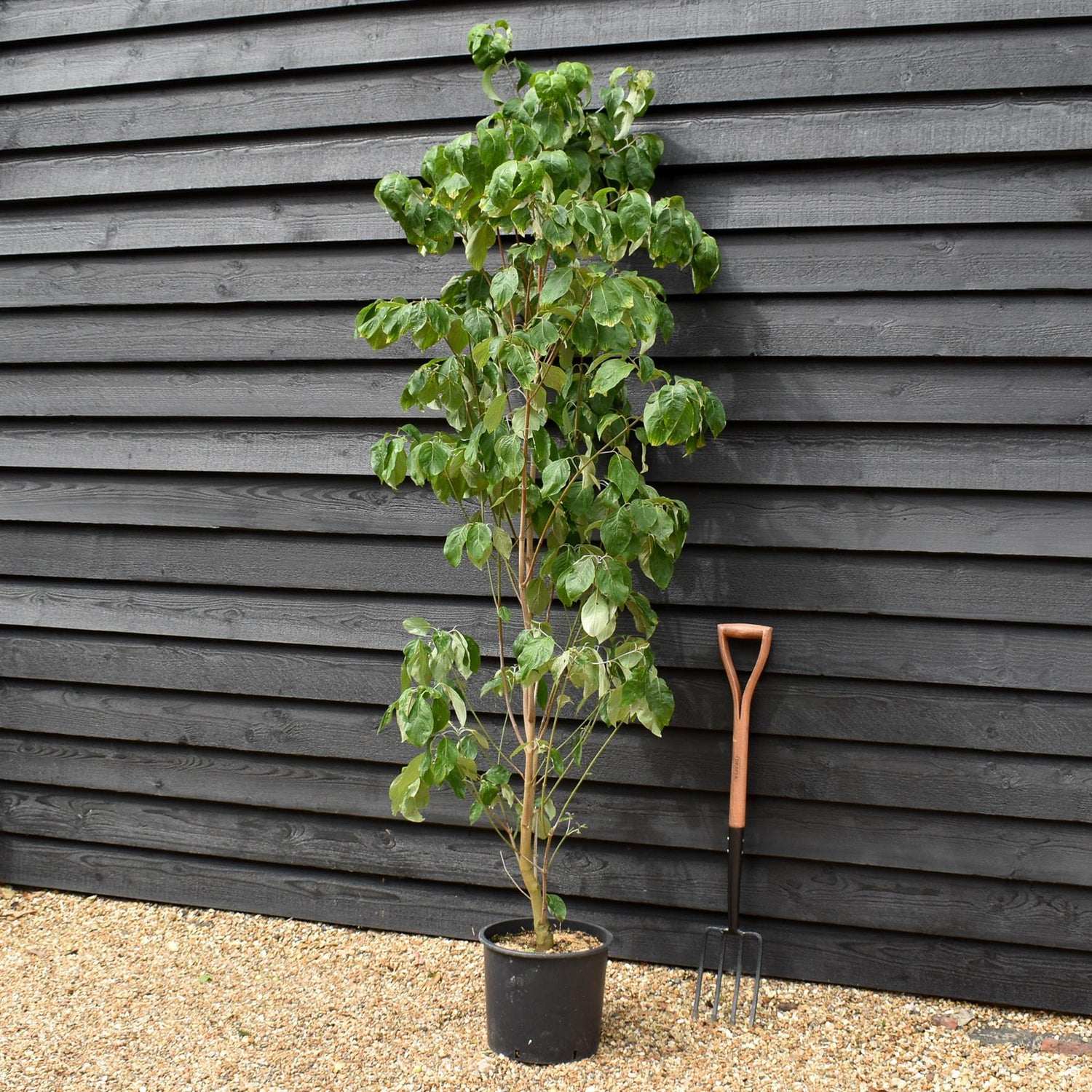 Cornus Florida Rubra | Dogwood - Height 150-170cm - 25lt