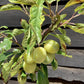 Prunus domestica 'Victoria' Plum Tree - 150-180cm, 10lt