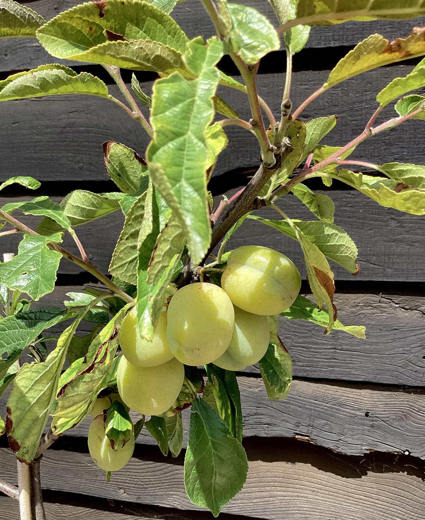 Prunus domestica 'Victoria' Plum Tree - 150-180cm, 10lt