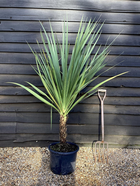 Cordyline australis (cabbage palm) | New Zealand Cabbage Palm - 80-110cm, 25lt