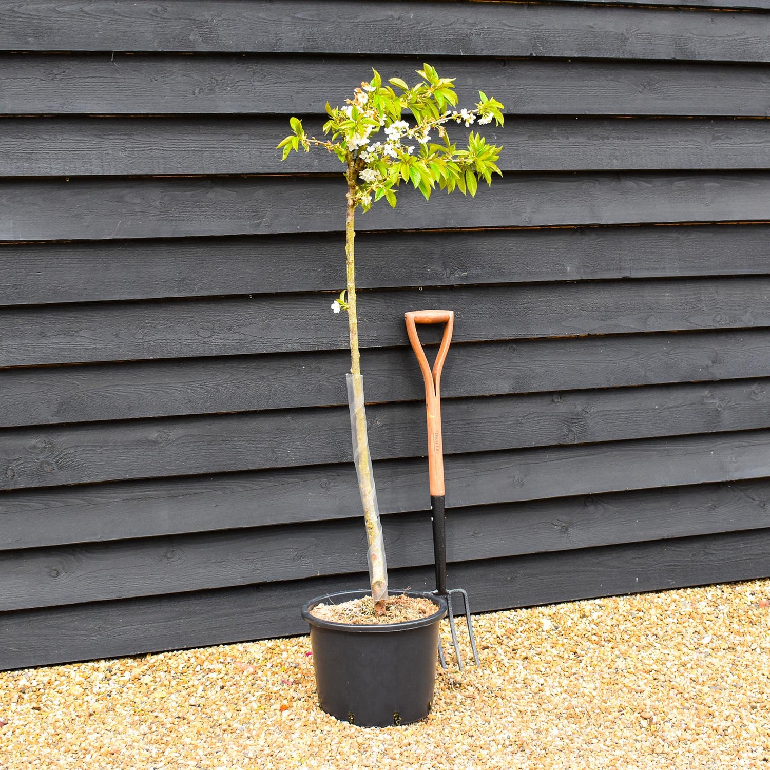 Cherry 'Sunburst' on Gisela | Prunus Avium - Semi-Dwarfing - Height 160-170cm - 20lt