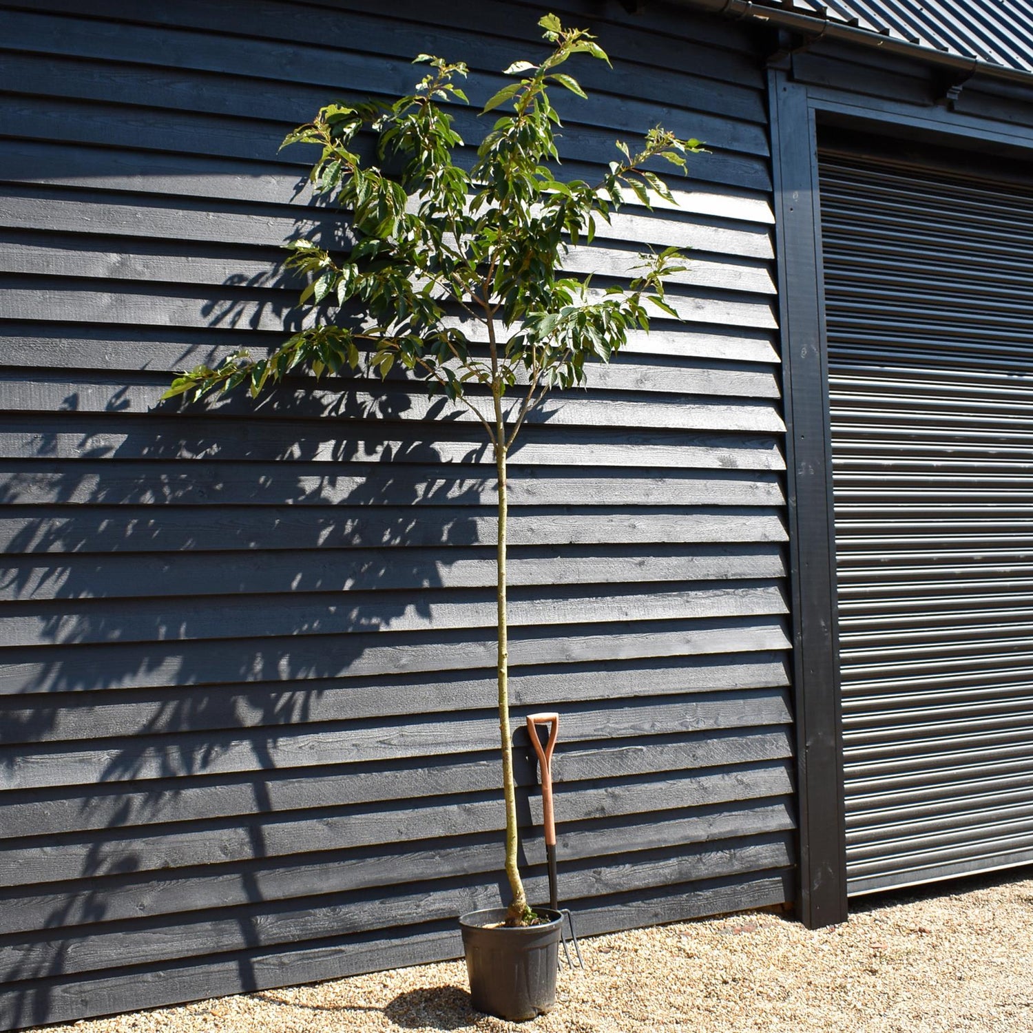Japanese Flowering Cherry | Prunus serrulata 'Ukon' - Height 200-220cm - Girth 6-8cm - 45lt