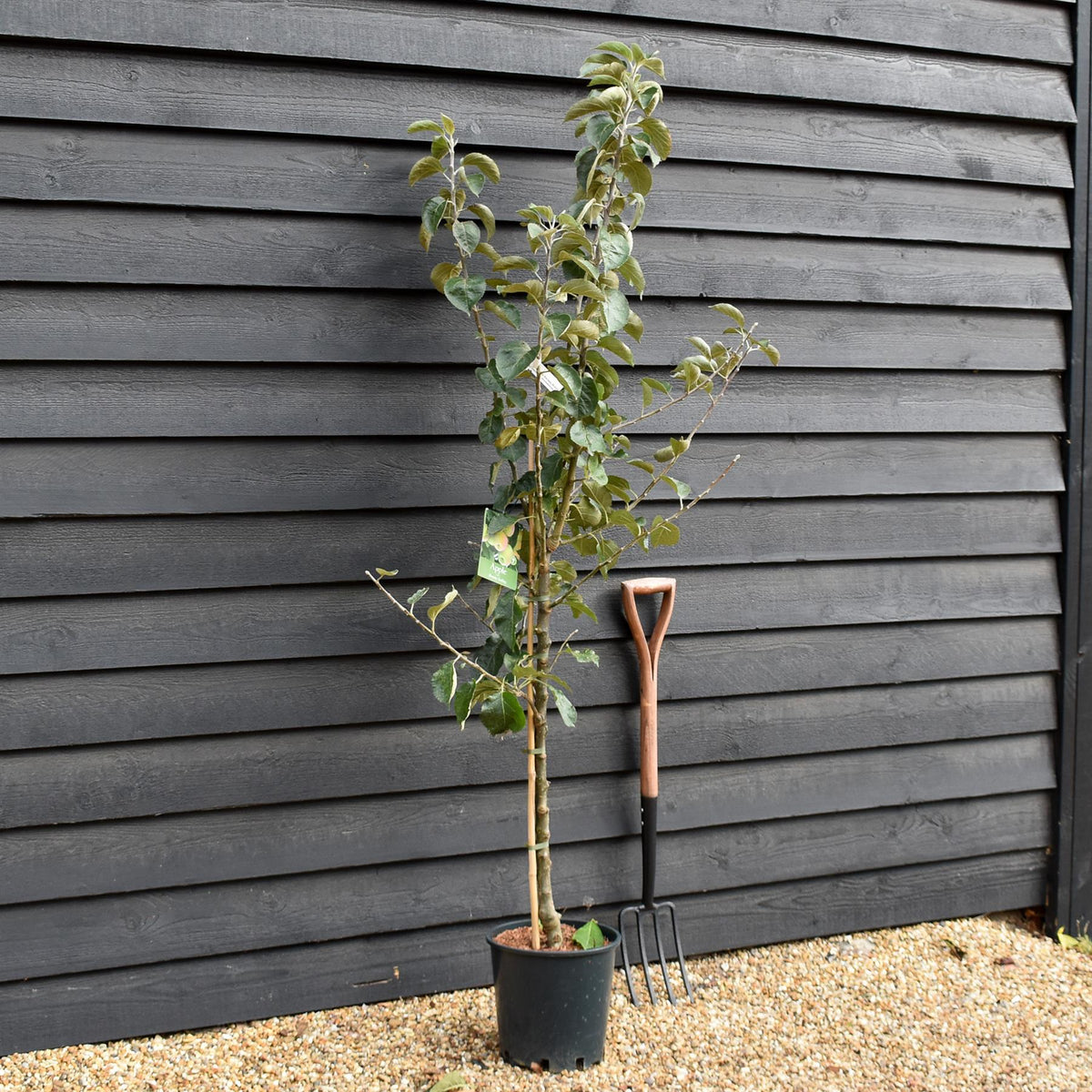 Apple tree 'Bramley's Seedling' | Malus domestica - M26 - Dwarfing - 150-160cm - 10lt