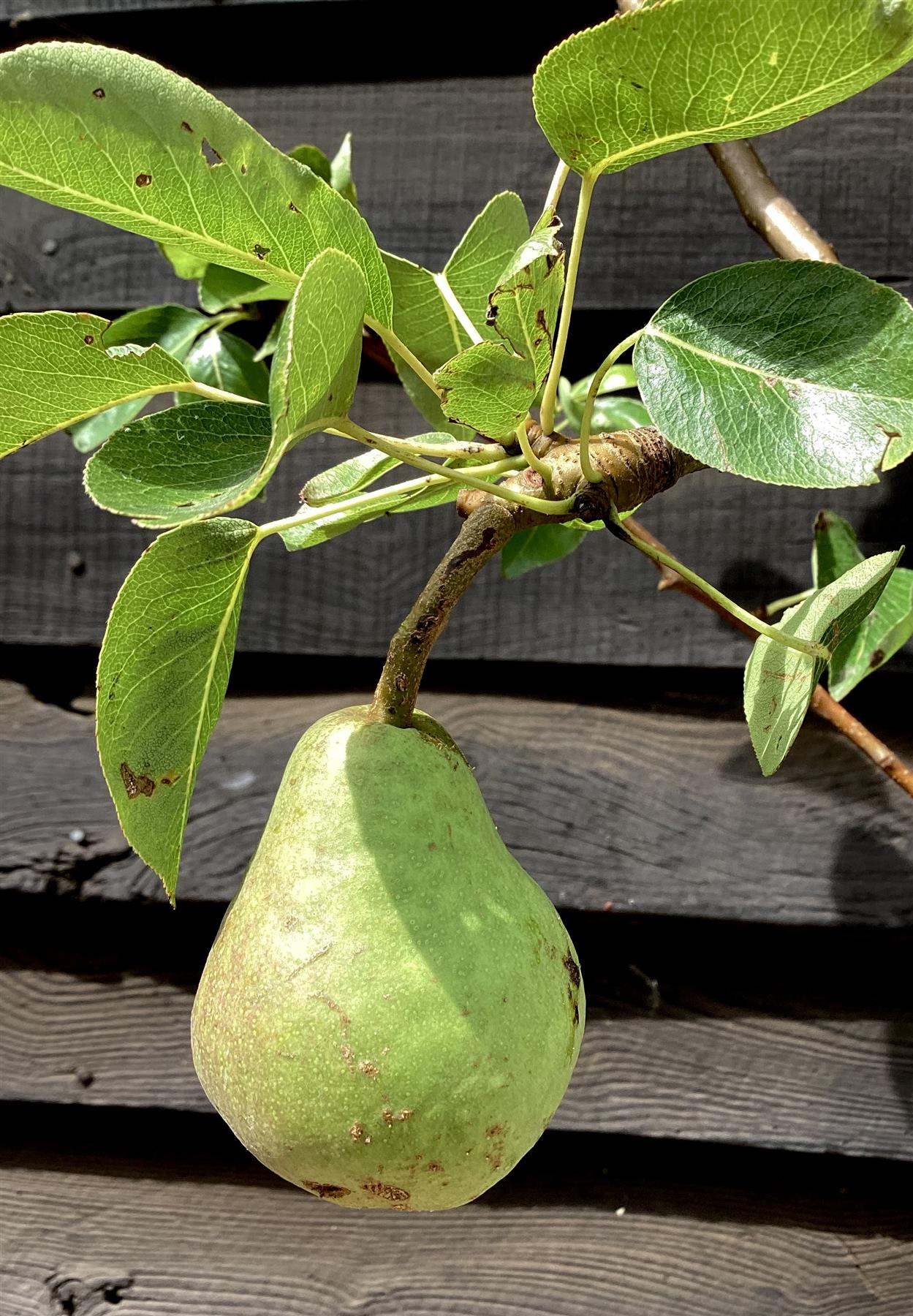 Pear tree 'Williams' Bon Chretien' | Pyrus communis  - 150-160cm - 10lt