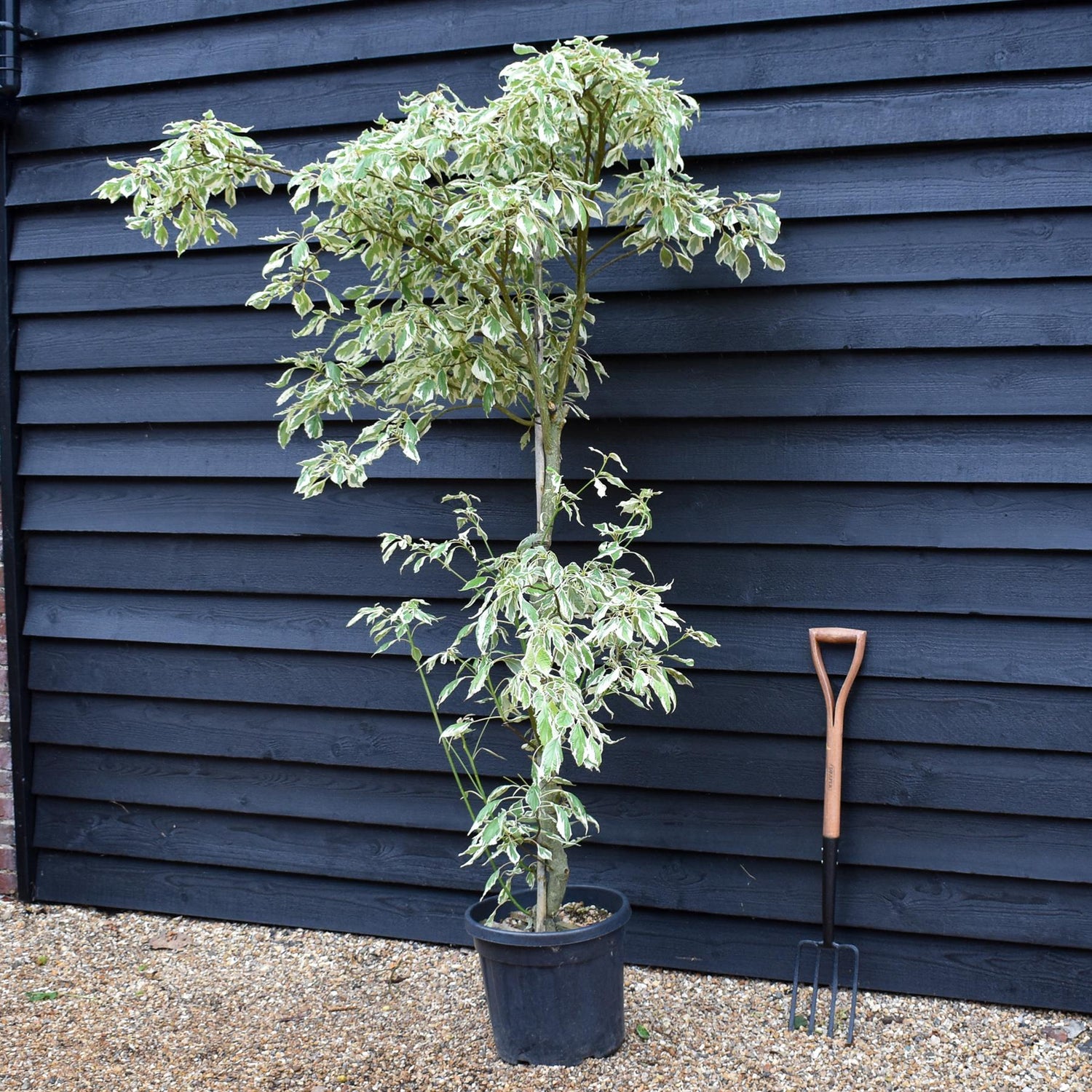 Cornus controversa | Giant Dogwood - Height 200-220cm, 35lt