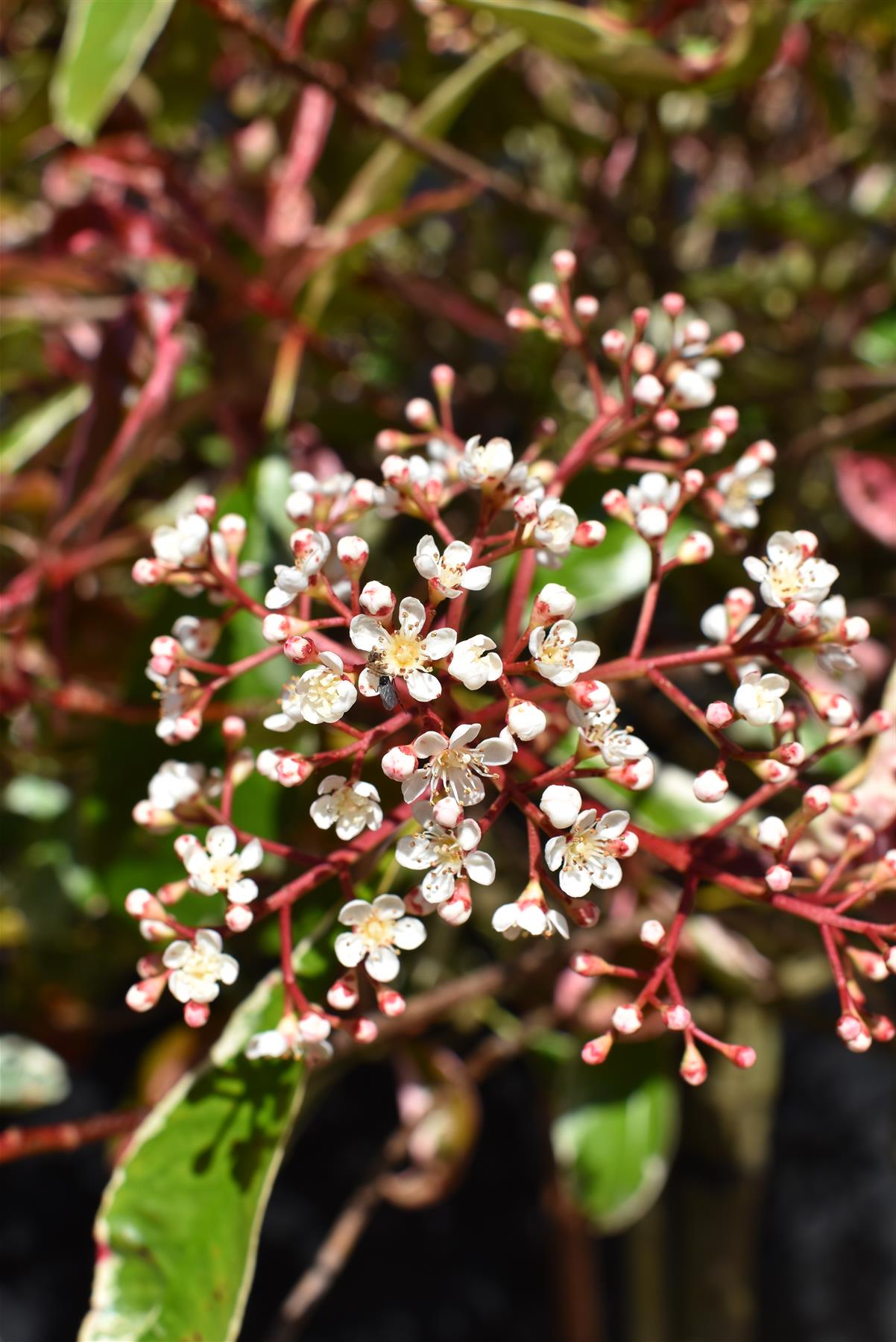 Photinia Pink Marble ('Cassini') | Christmas Berry Pink Marble - 35lt