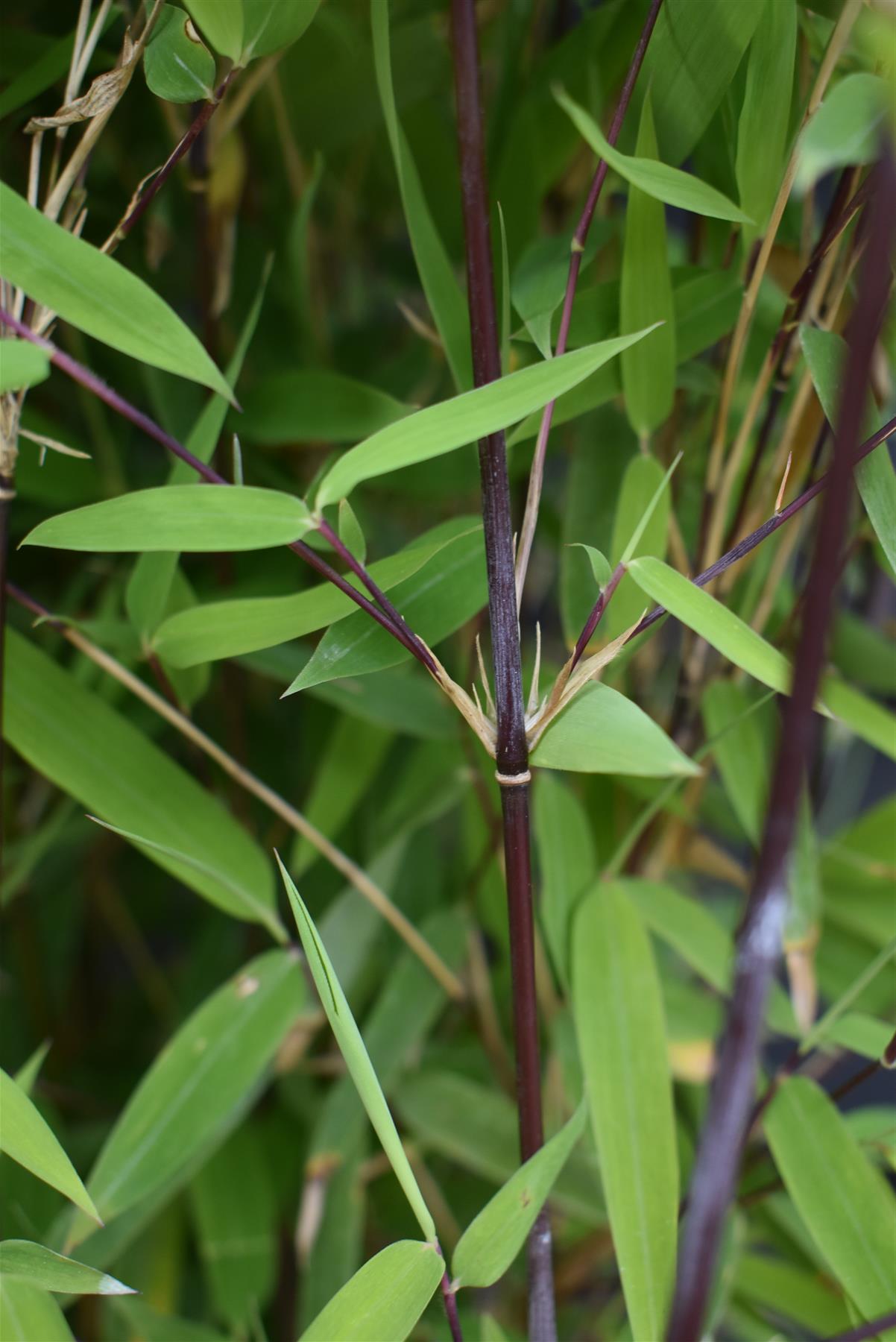 Fargesia nitida 'Volcano' | Volcano Bamboo - 140-160cm - 7.5lt