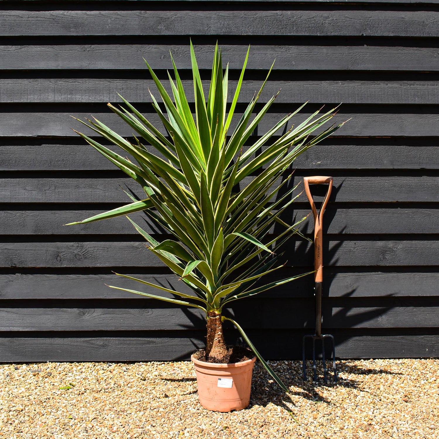 Yucca 'Puck' - Height 110-130cm - 10lt