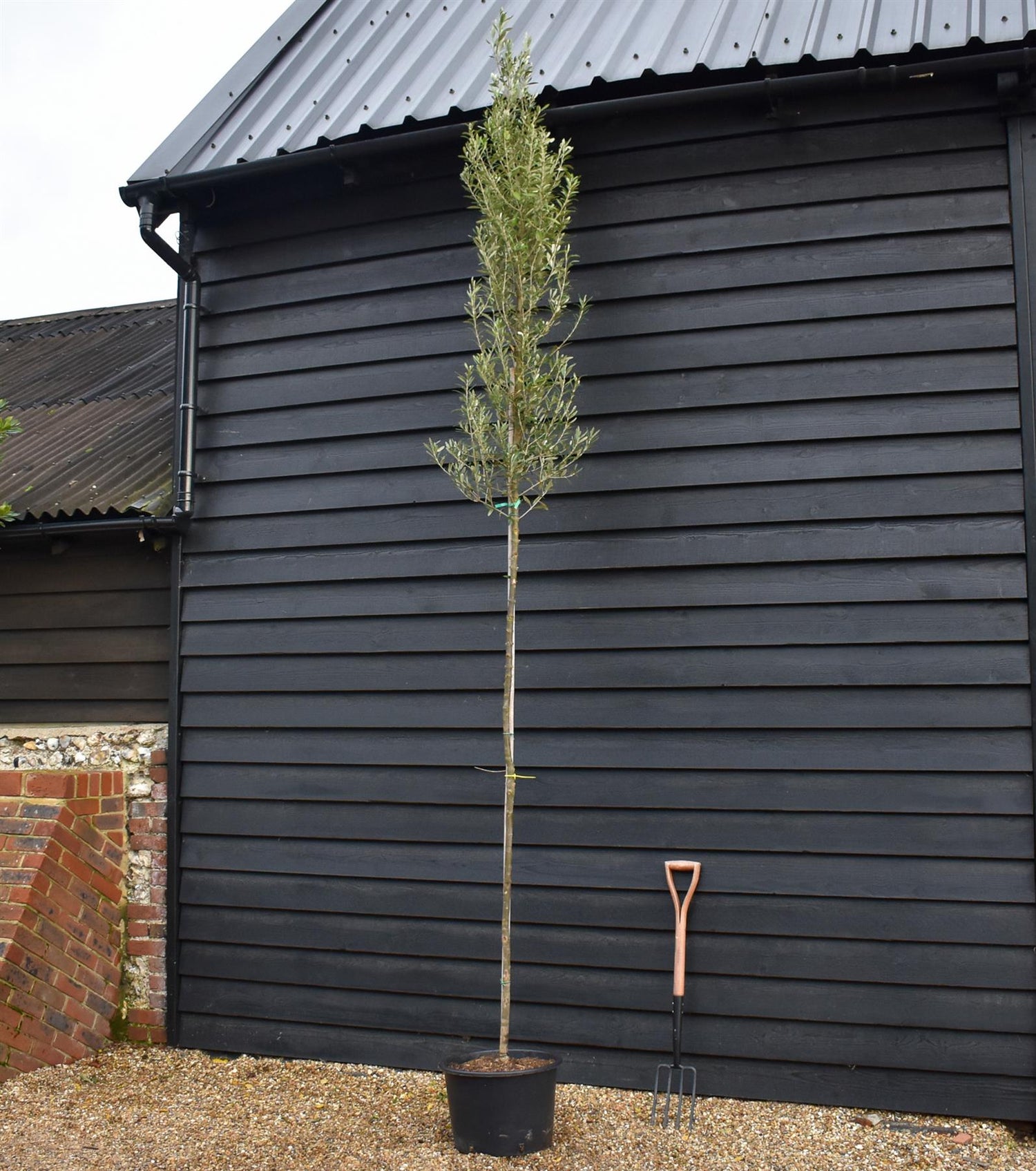 Olive Tree |Olea Europea - Standard - Girth 6-8cm - Clear Stem 180cm - Height 350-380cm - 40lt