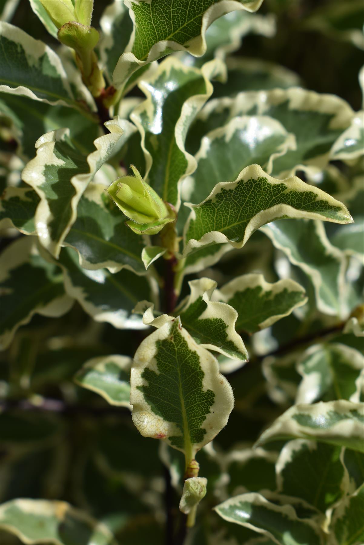 Pittosporum variegatum - Parachute - 110-115cm - 20lt