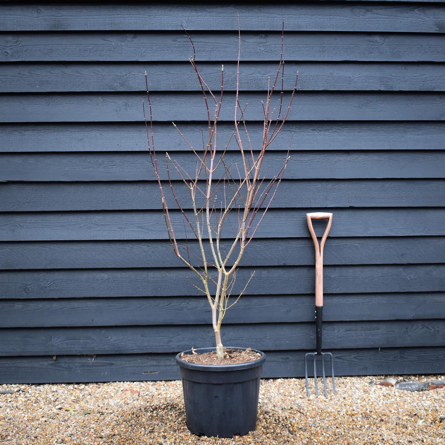 Japanese Maple 'Trompenburg' | Acer palmatum  - Bushy - Height 140-160cm - 35lt