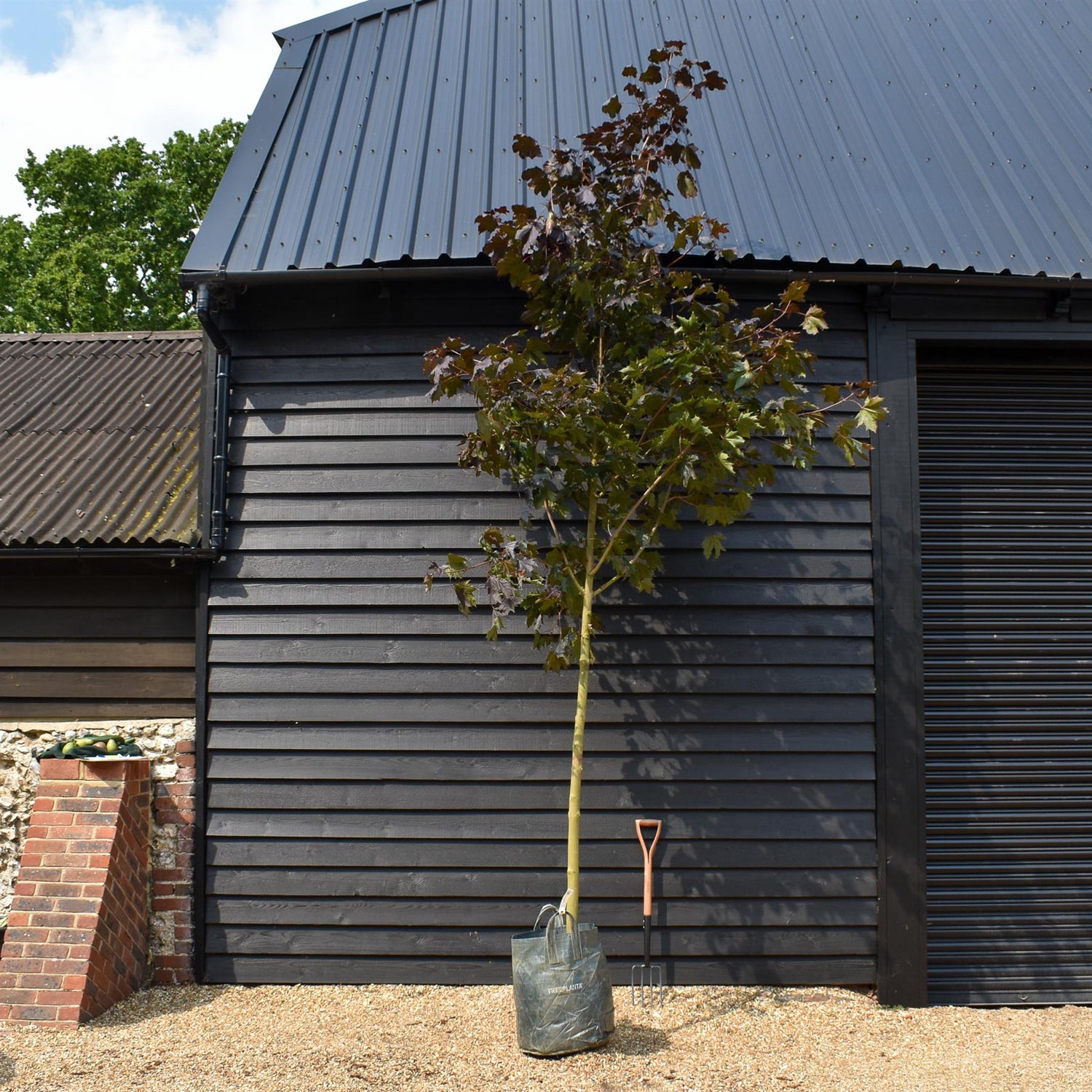 Acer platanoides 'Crimson King' - Clear Stem 180cm - Girth 10-12cm - Height 350-400cm - 70lt