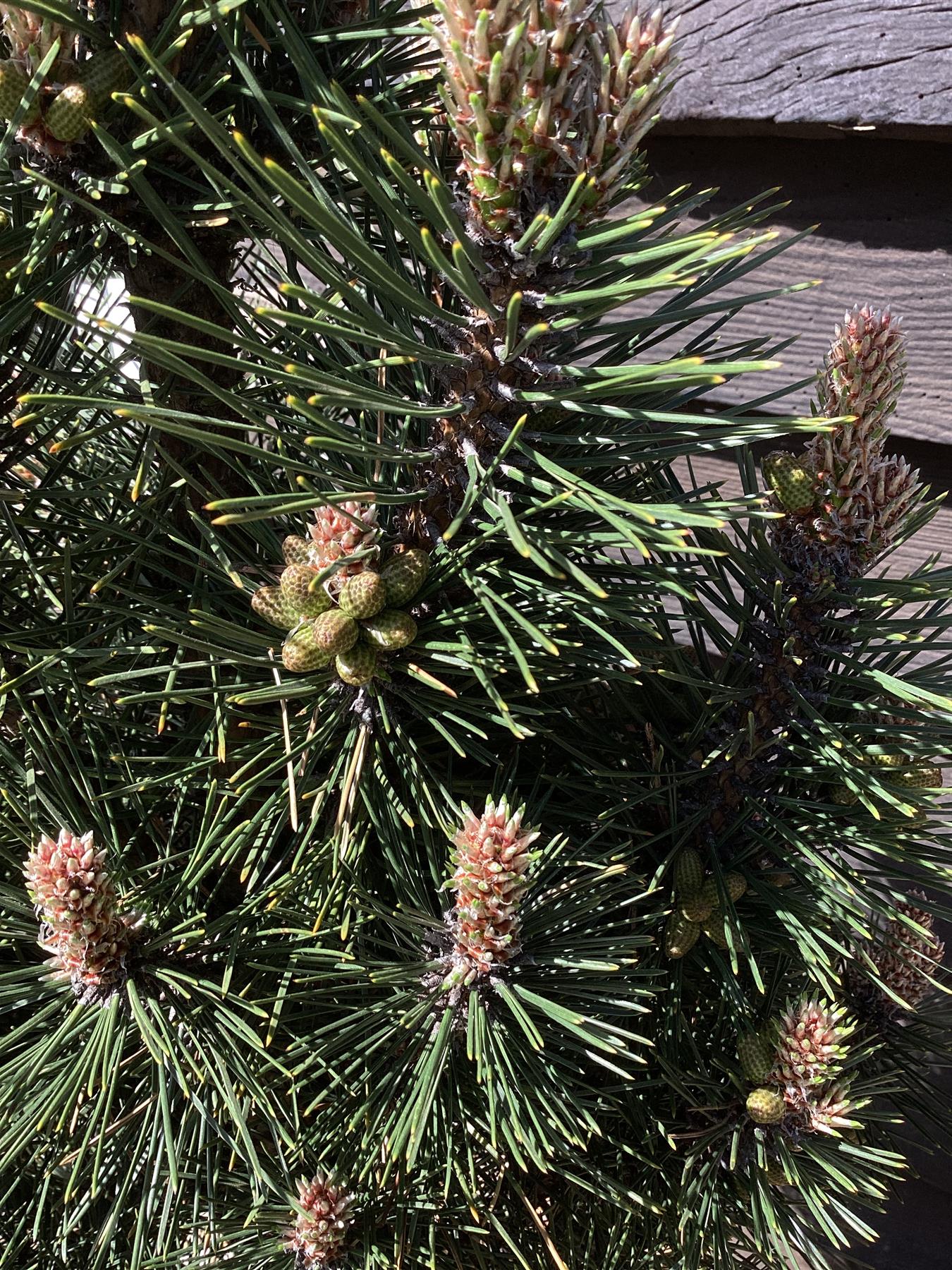 Pinus nigra 'Komet' - 100-120cm - 15lt