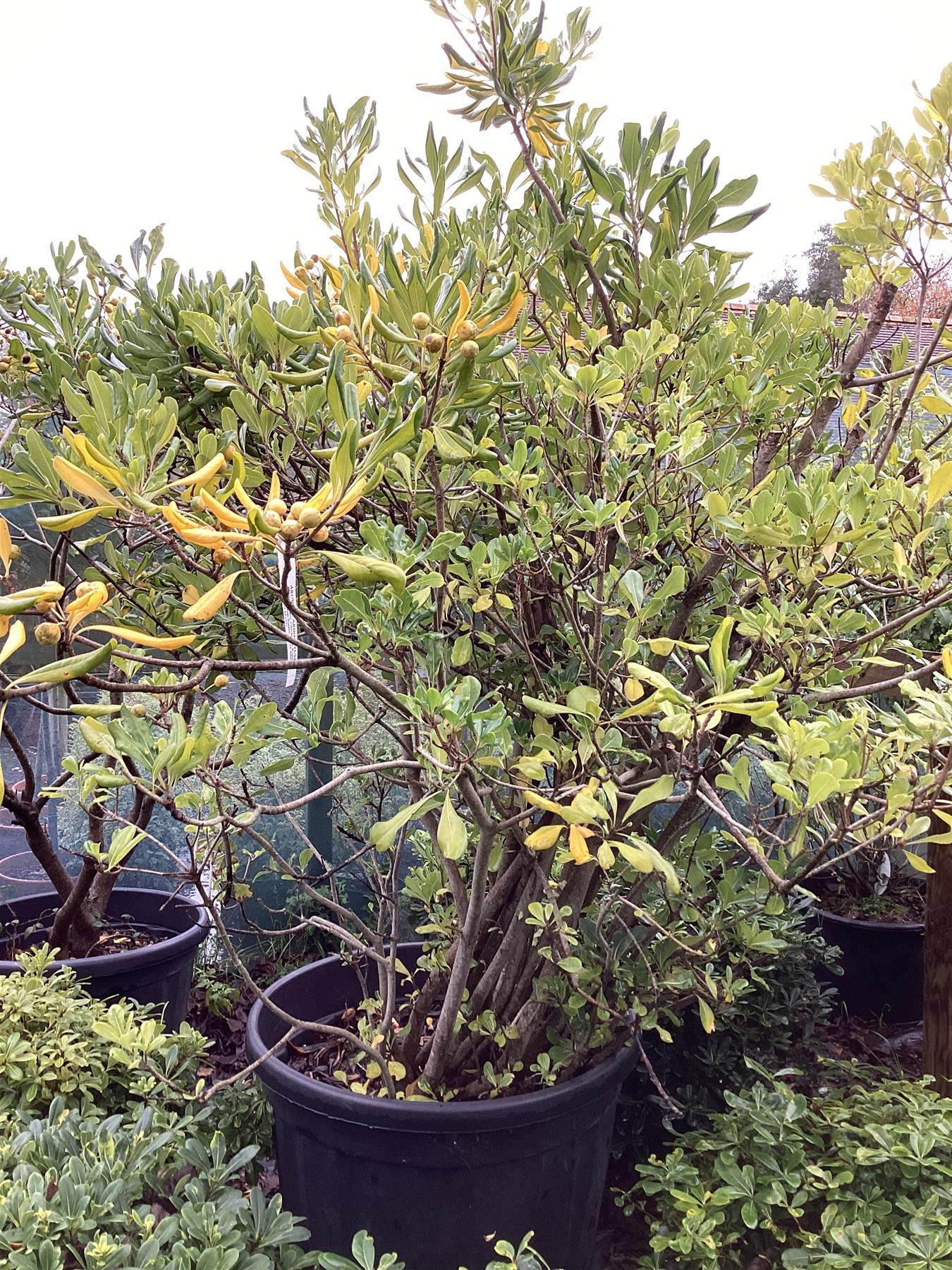 Pittosporum tobira | Austrian laurel - 200-300cm, 70lt