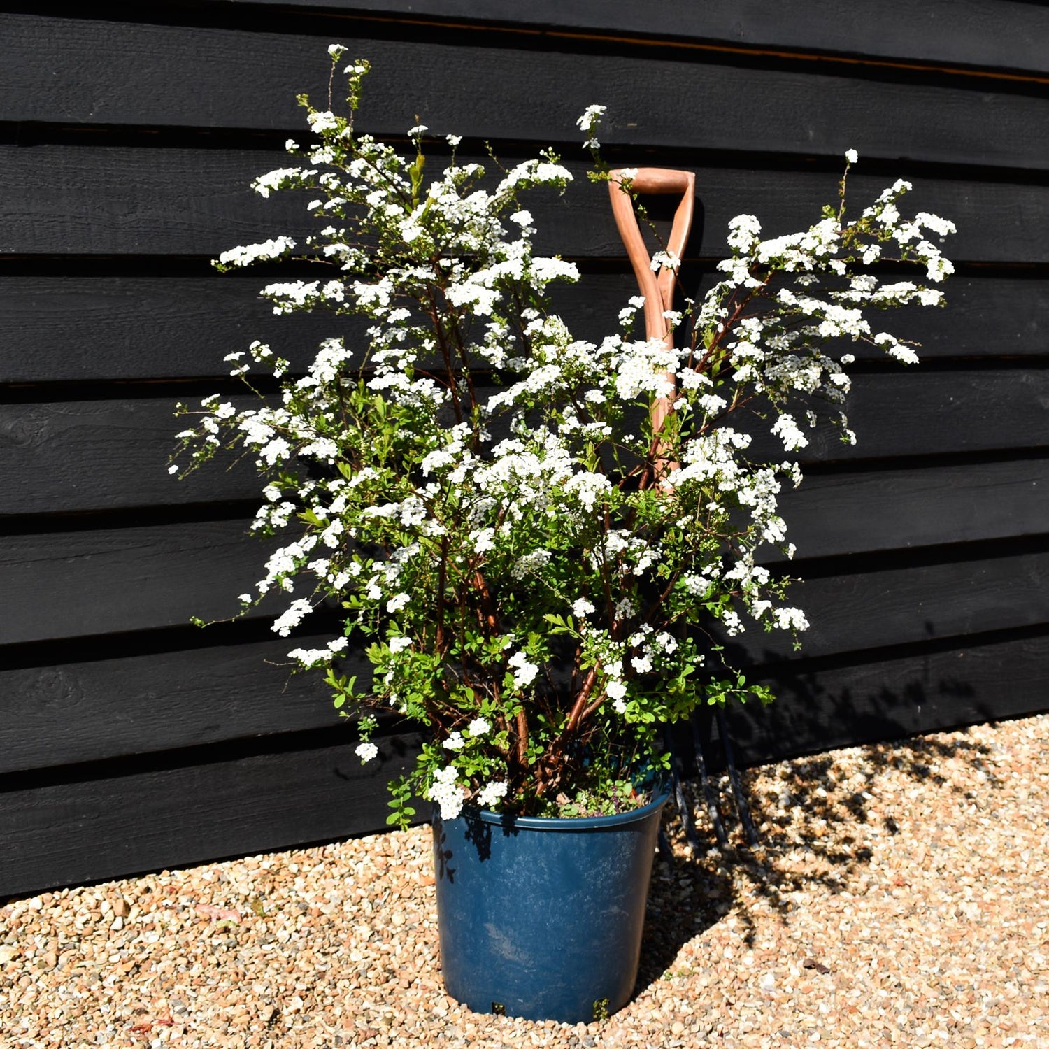 Spiraea 'Arguta' | Meadowsweets - 55-65cm, 12lt