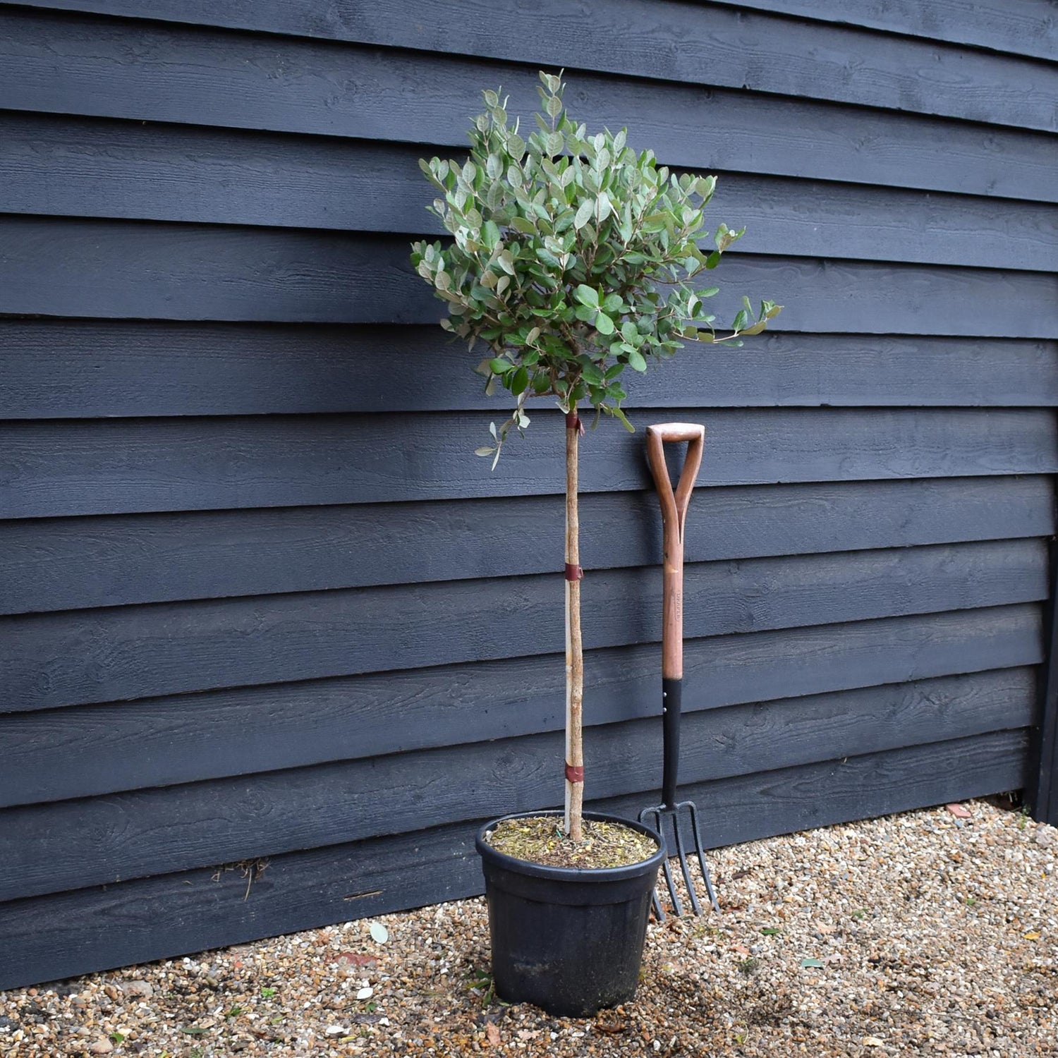 Ginkgo biloba | Maidenhair Tree - Clear Stem 70cm - Height 125-140cm - 12lt
