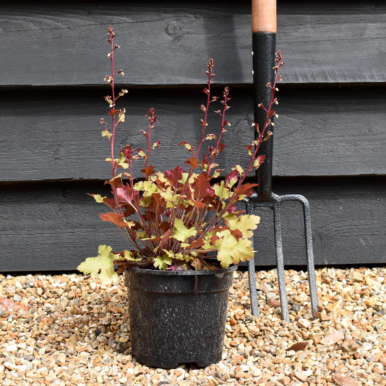 Heuchera 'Marmalade' - Height 10-25cm - 2lt