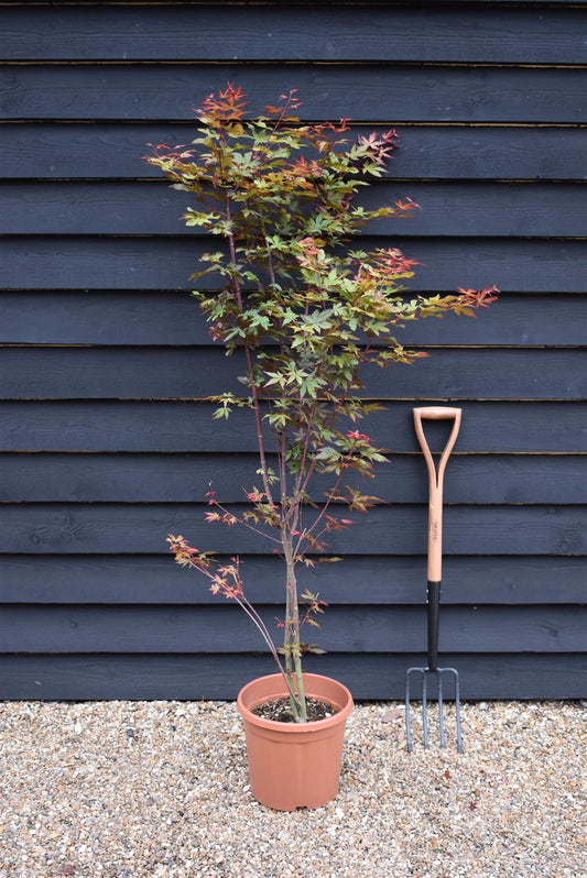Acer palmatum 'Red Wine' | Japanese Maple - Bushy - 110-140cm - 15lt