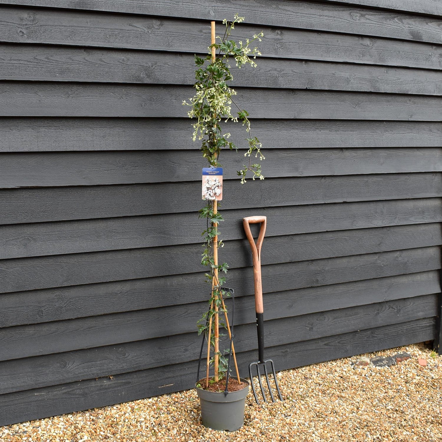 Clematis cartmanii 'Avalanche' - Evergreen - Climber on cane - Height 180-200cm - 8lt