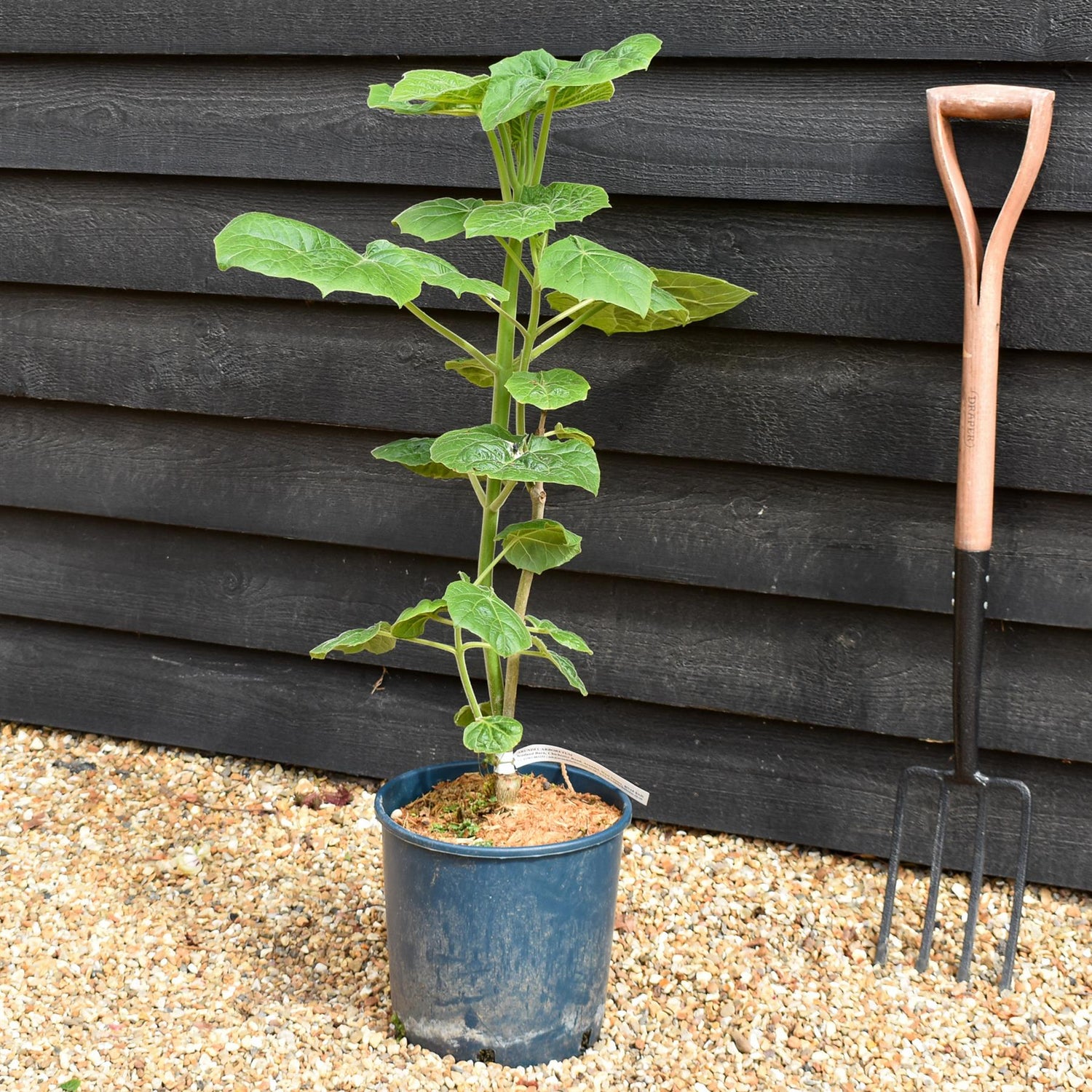 Paulownia elongata 'Futuro' - Height 40-70cm - 10lt