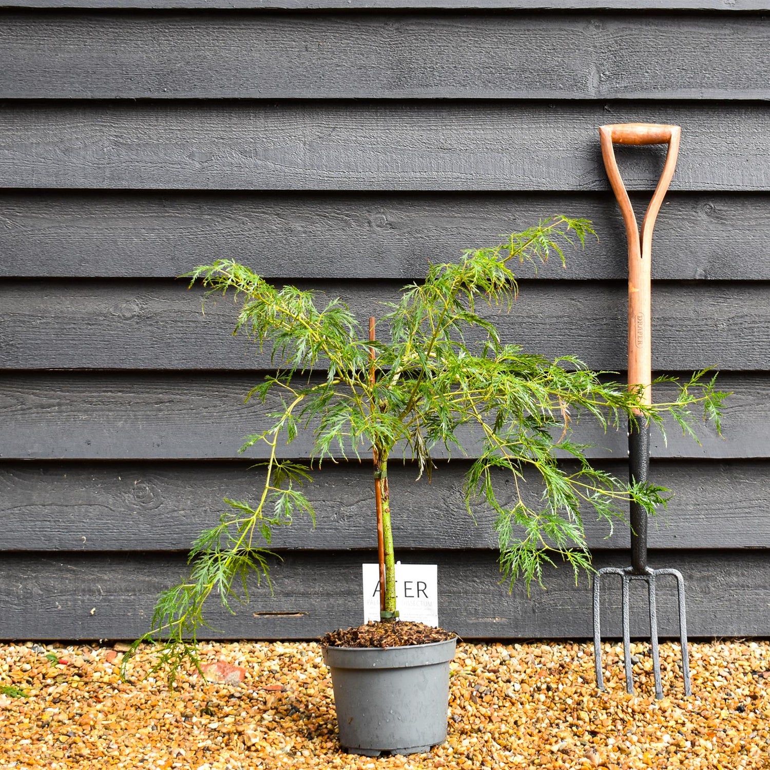 Laceleaf Japanese maple | Acer palmatum Dissectum -  - Clear Stem 20cm - Height 50-70cm - 4lt