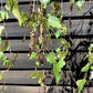 Betula pendula Youngii | Young’s Weeping Birch - 200-240cm, 35lt