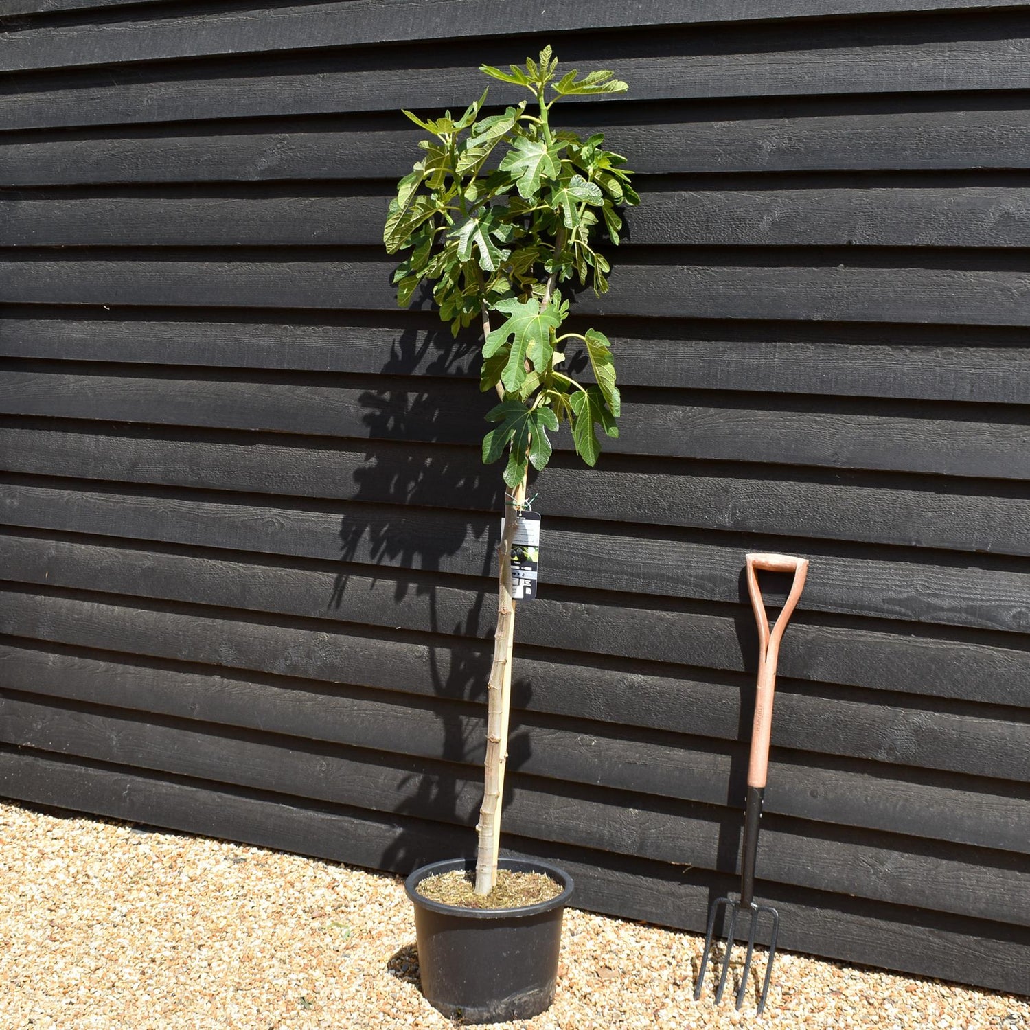 Fig - Ficus carica 'Noire de Caromb' - Clear Stem 80-90cm - Height 160-170cm - 10lt