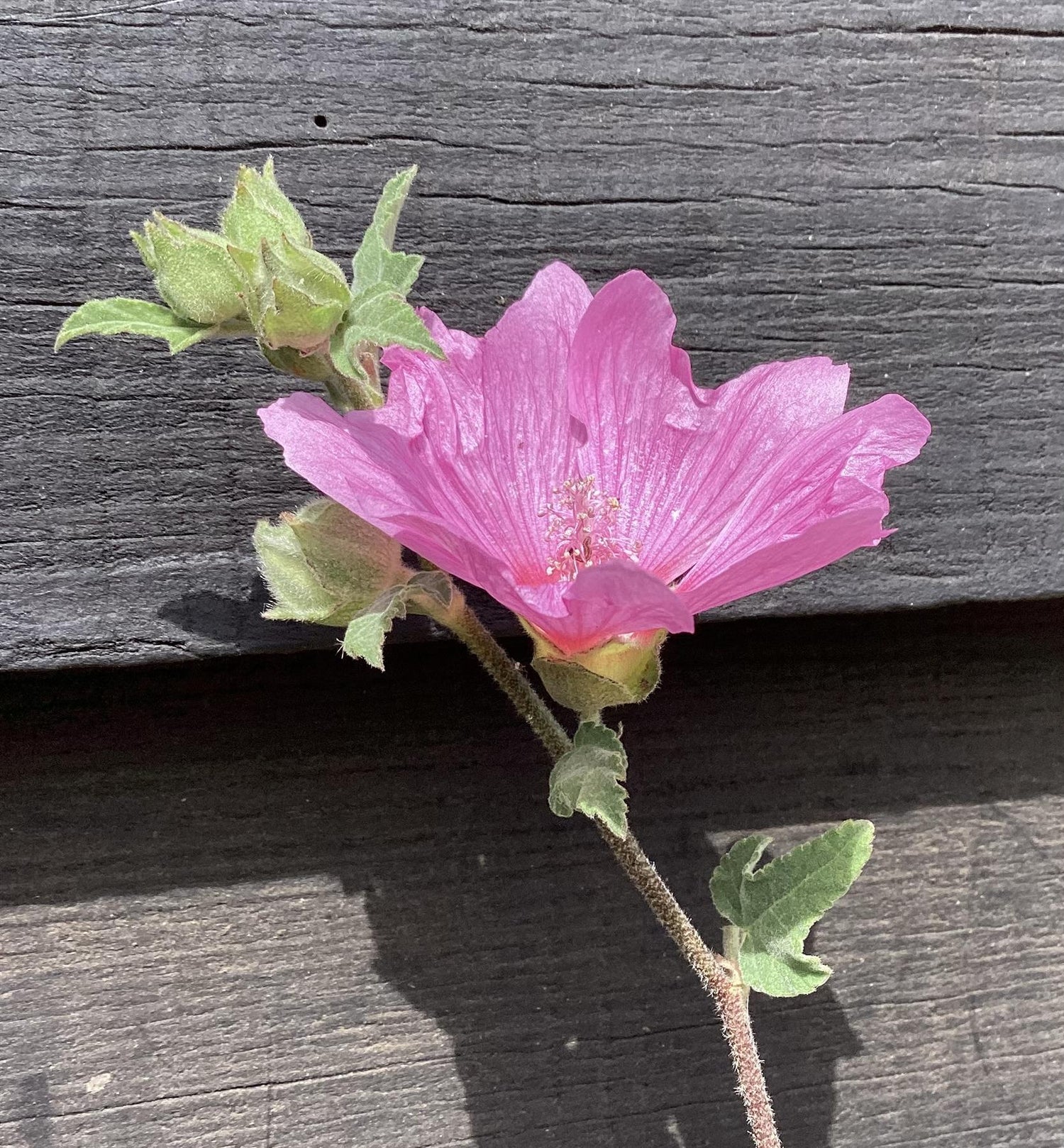Lavatera 'Barnsley' Tree Mallow - 10-30cm, 2lt