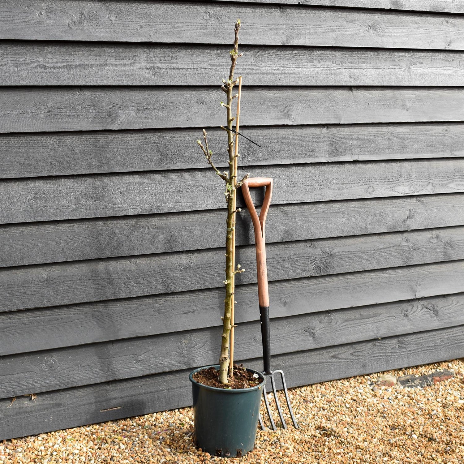 Apple tree 'Greenfinch' (Starline) | Malus domestica - 130-150cm - 10lt