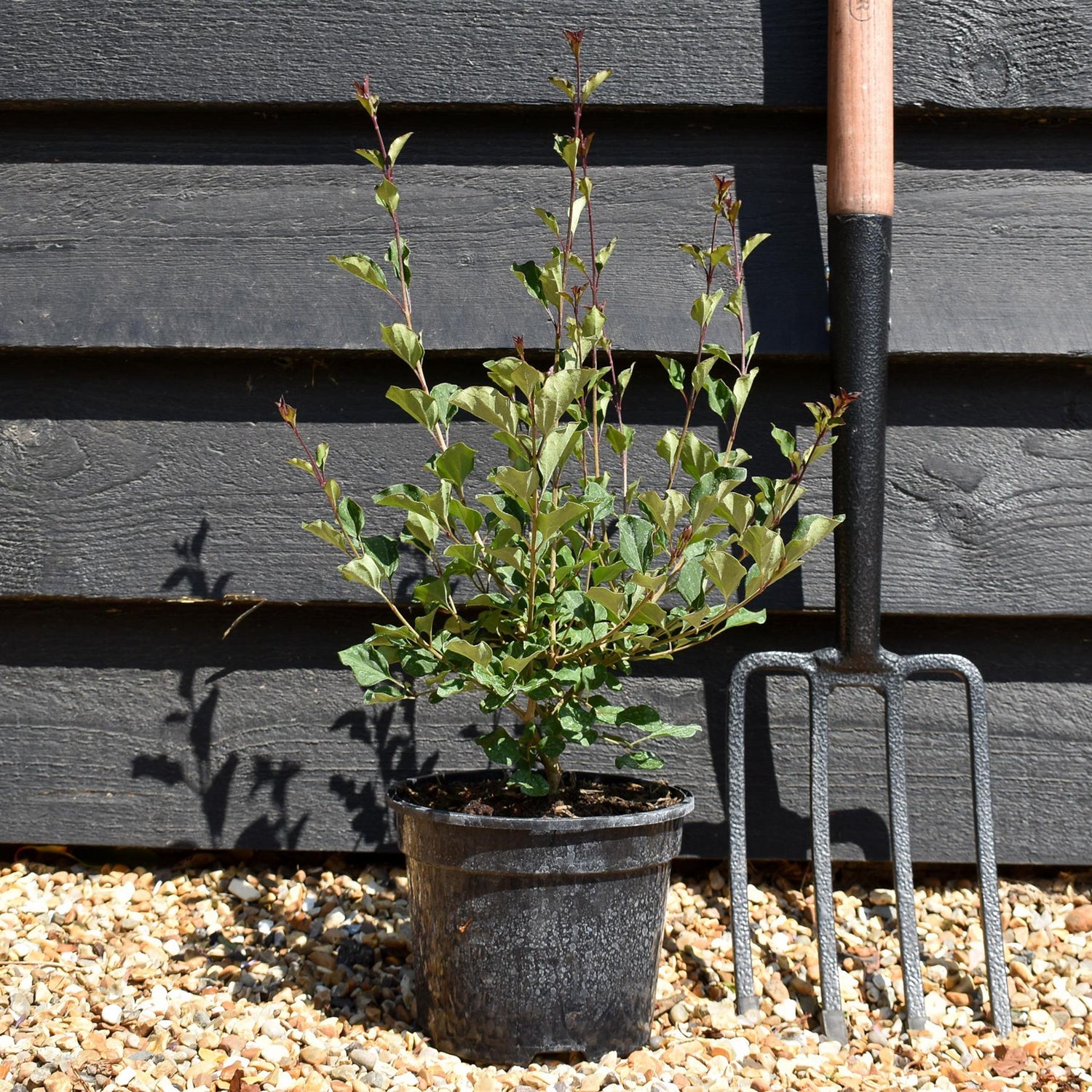 Syringa Red Pixie -  Shrub - Height 15-25cm - 3lt