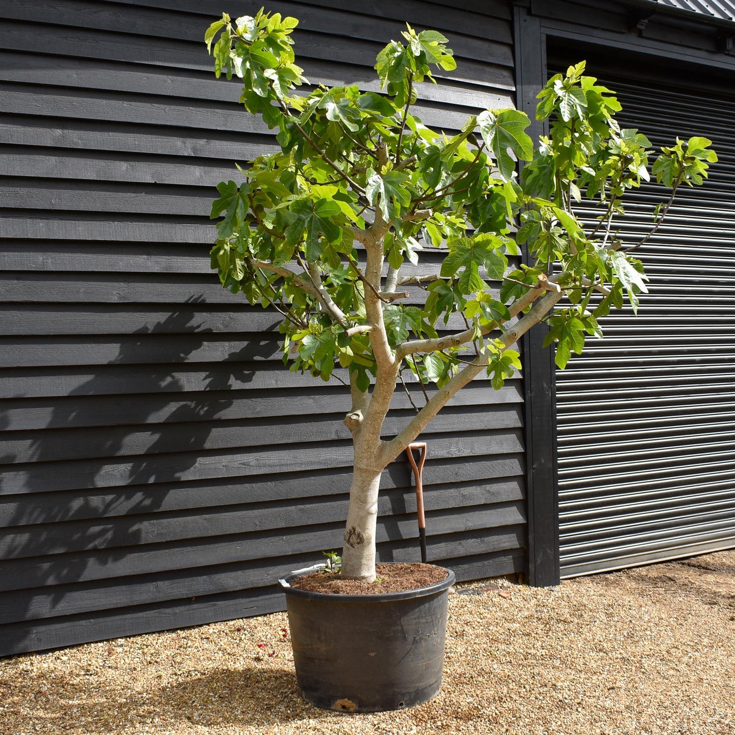 Fig - Ficus carica Specimen Tree 1A  - Clear Stem 40cm - Girth 38-40cm - Height 220-230cm - 160lt