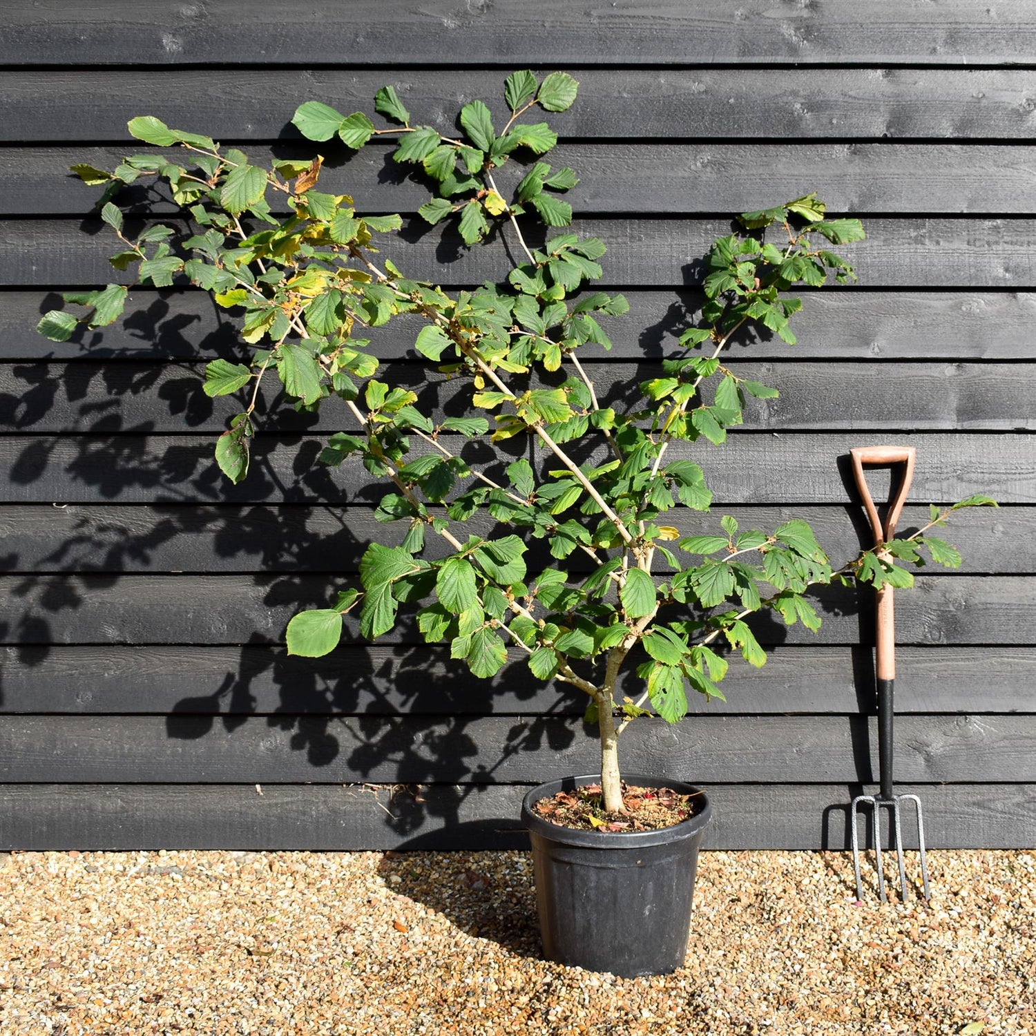 Hamamelis x intermedia 'Jelena' | Witch hazel - Height 130-160cm - 25lt