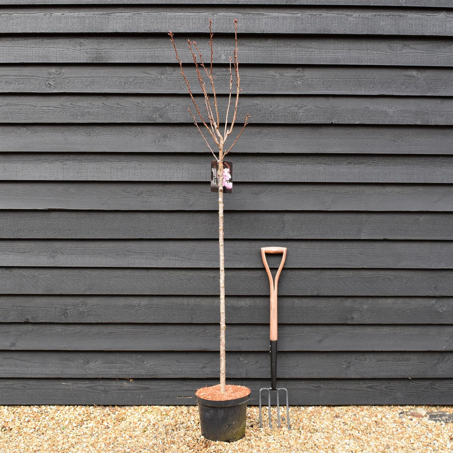 Cherry | Prunus Royal Burgundy - Clear Stem 120cm - Girth 6-8cm - Height 170-180cm - 10lt