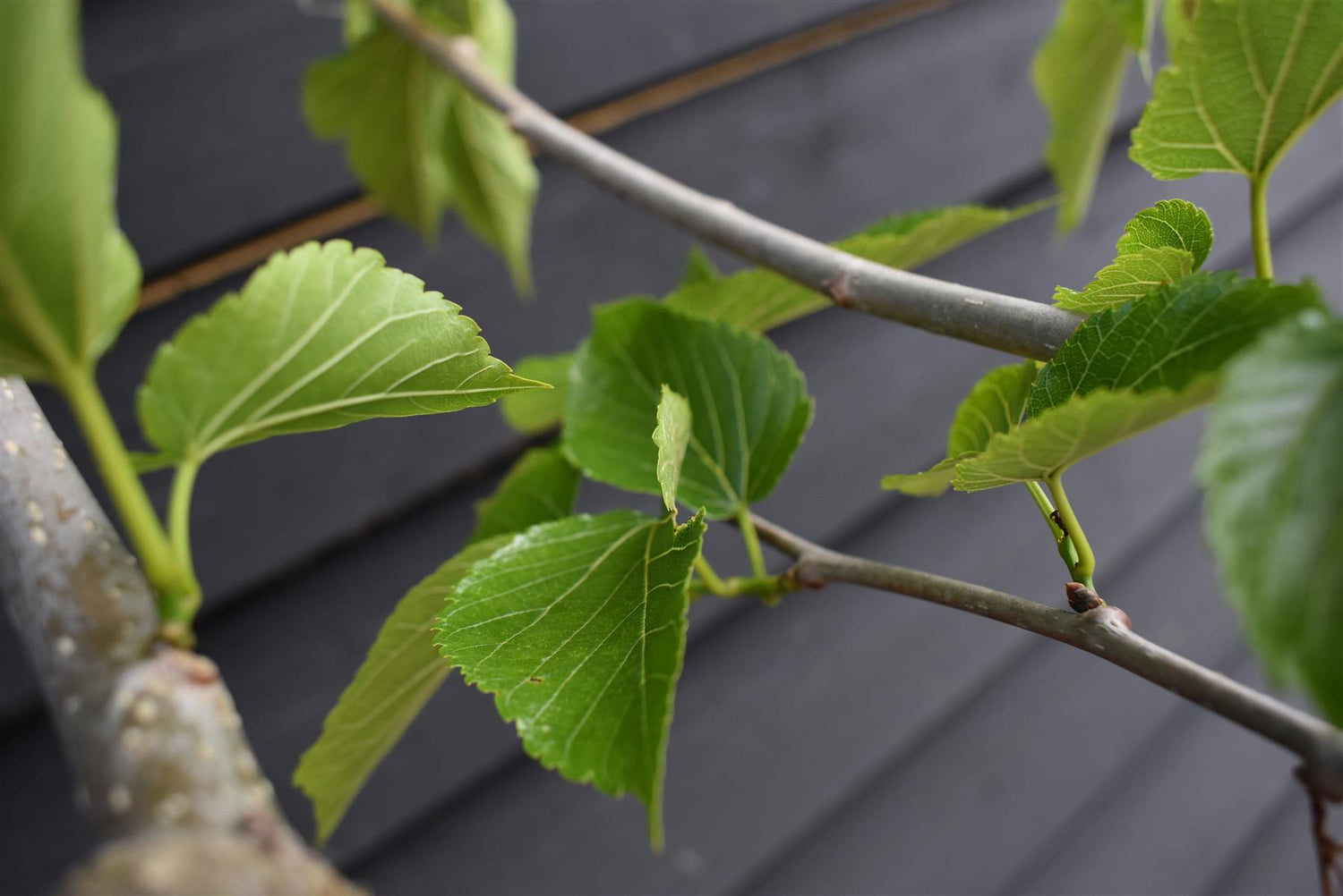 Morus Alba | White Mulberry - Clear Stem - Girth 14-16cm - 300-320cm - 70lt