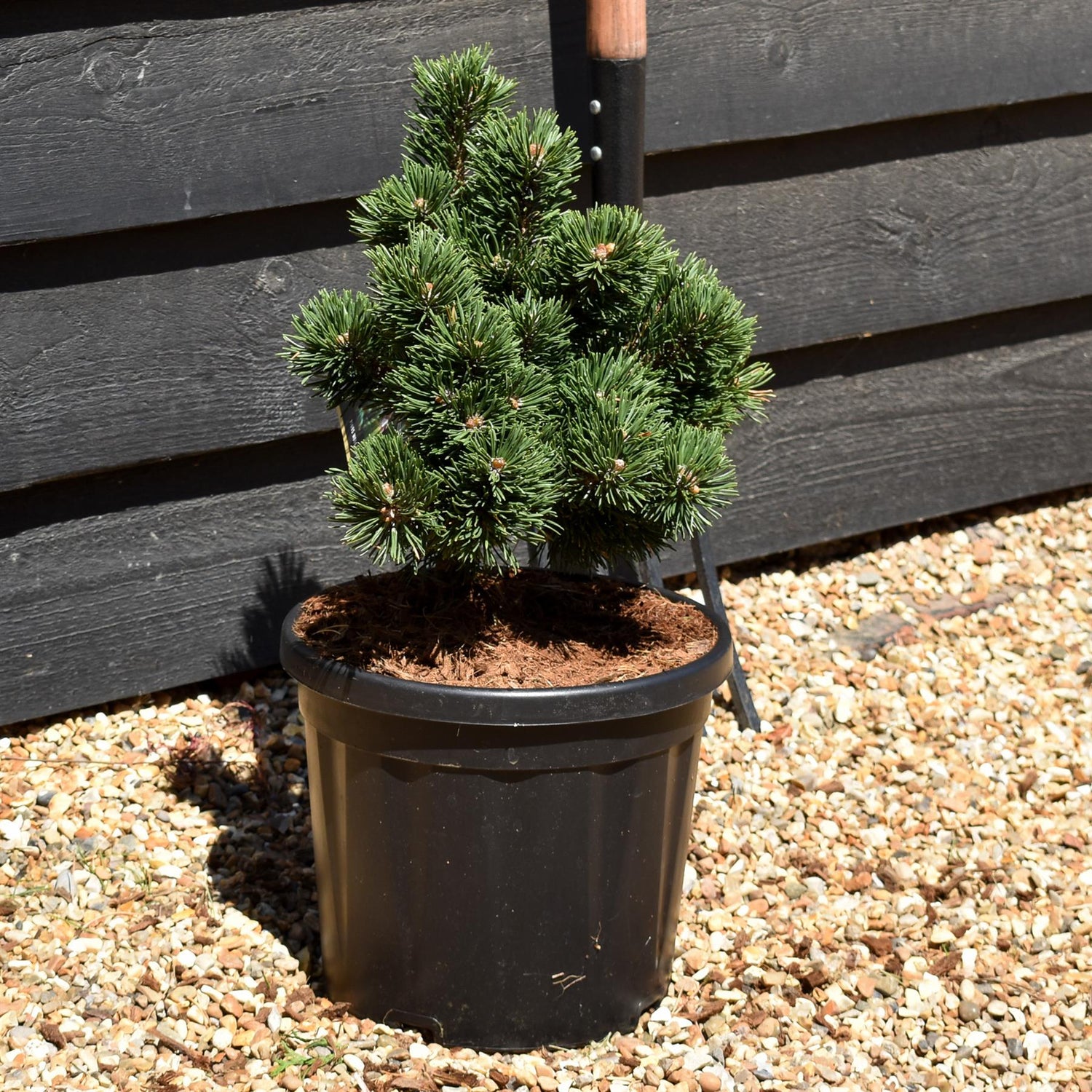 Pinus mugo 'Jakobsen' - Height 30-40cm - Width 30cm-40cm - 8lt